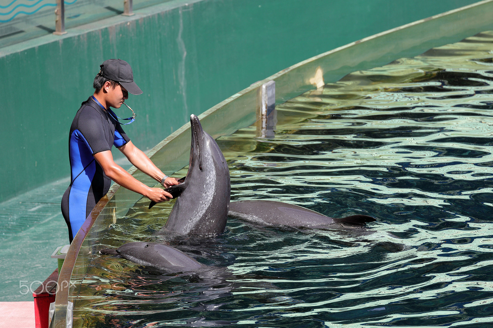 Canon EF 70-300mm F4-5.6L IS USM sample photo. Shake hands with dolphins photography