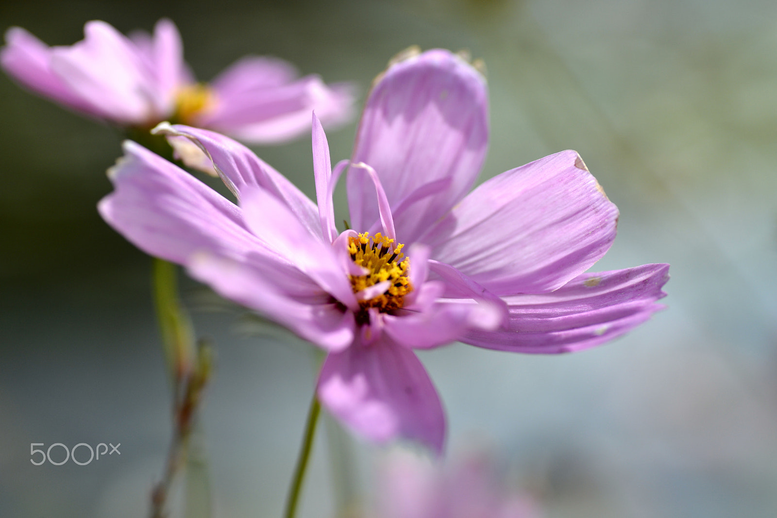 Nikon D600 sample photo. Sign of the autumn photography