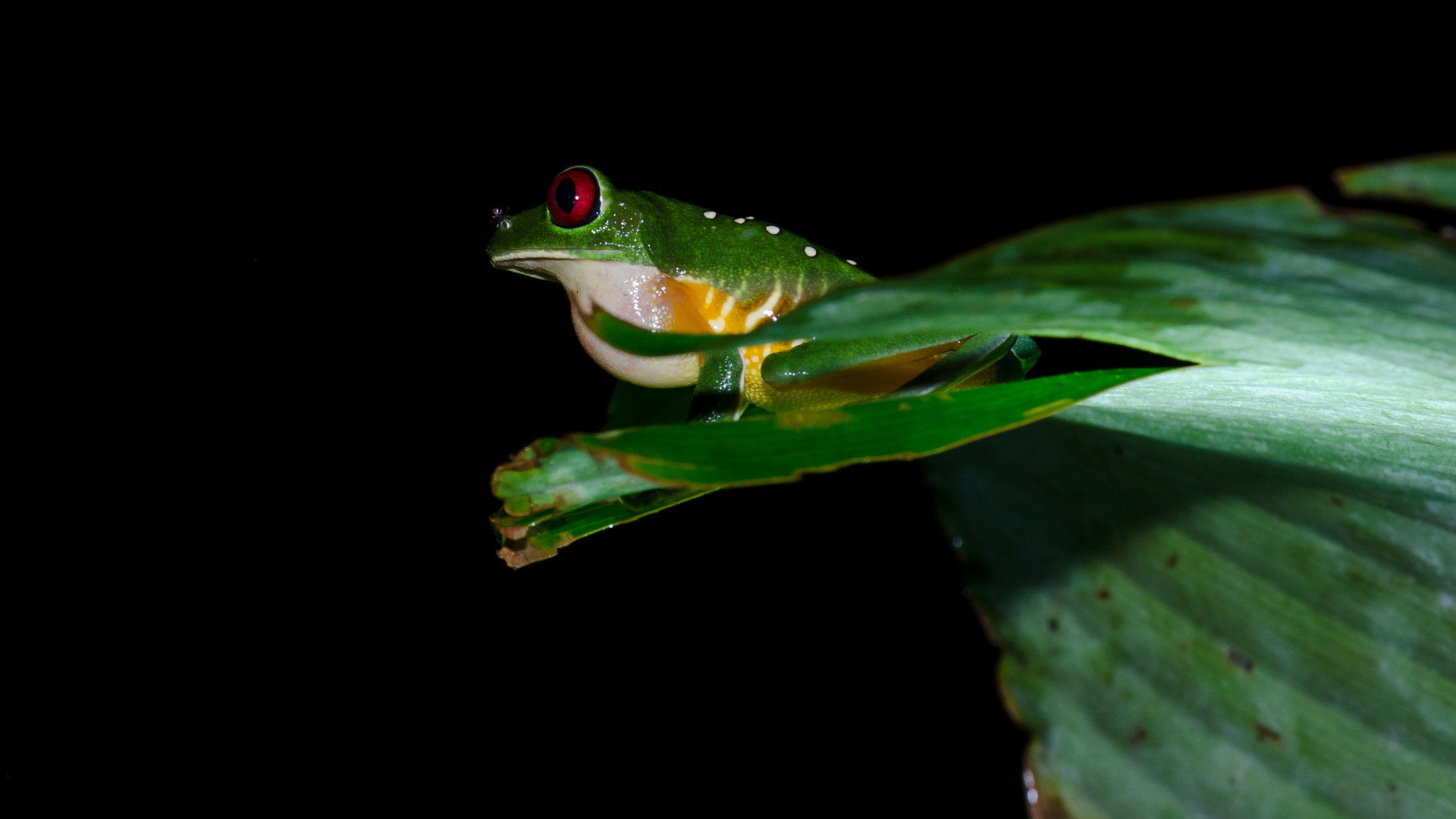 Nikon AF-S Nikkor 70-200mm F4G ED VR sample photo. Red-eeyed tree frog photography
