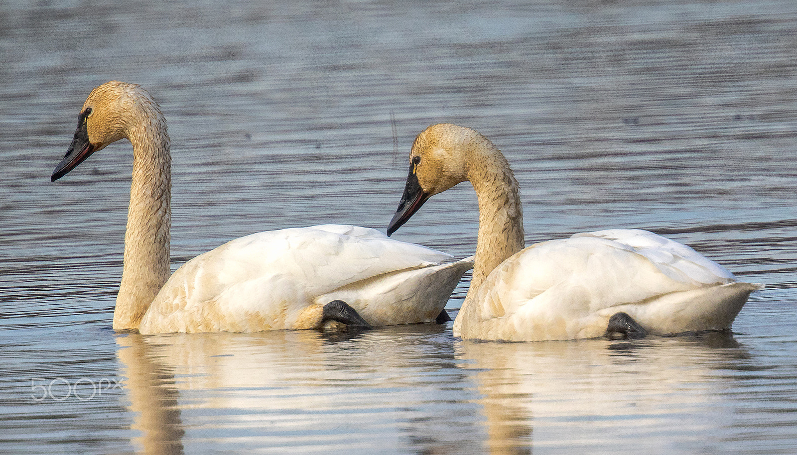 Canon EF 500mm F4L IS II USM sample photo. Pair of tundra swans photography