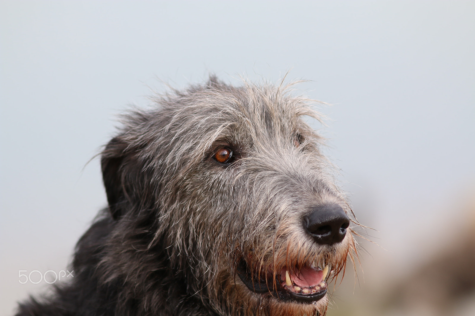 Canon EOS 70D + Canon EF 200mm F2.8L II USM sample photo. Freundlicher riese photography