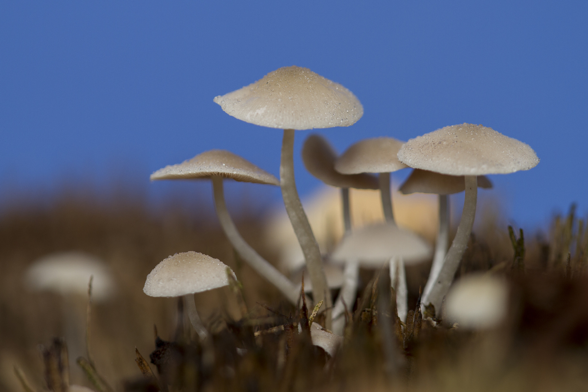 Canon EF 180mm F3.5L Macro USM sample photo. Mushroom lanscape photography