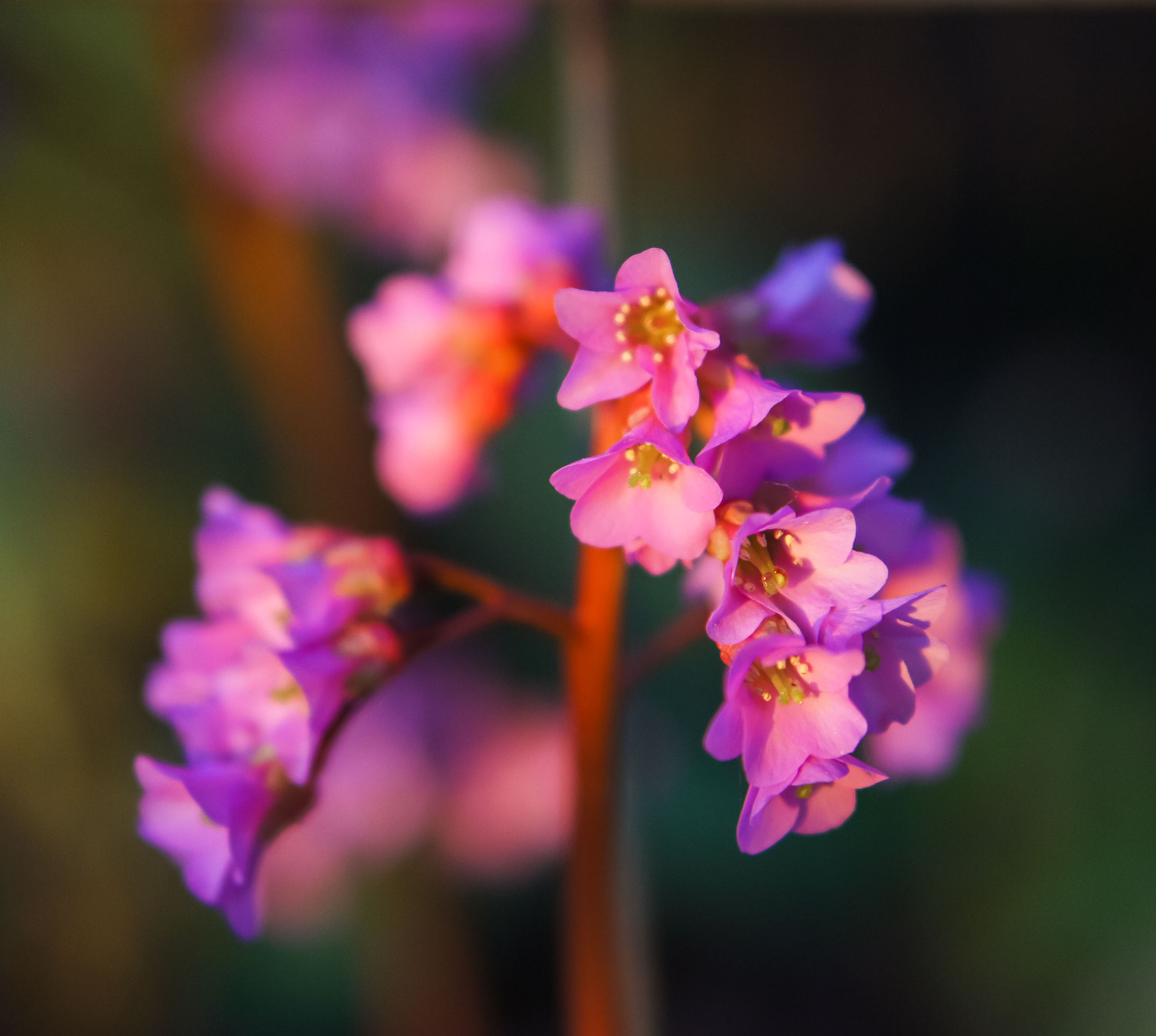 Sony Alpha NEX-5 + E 50mm F1.8 OSS sample photo. Vibrant close-up photography