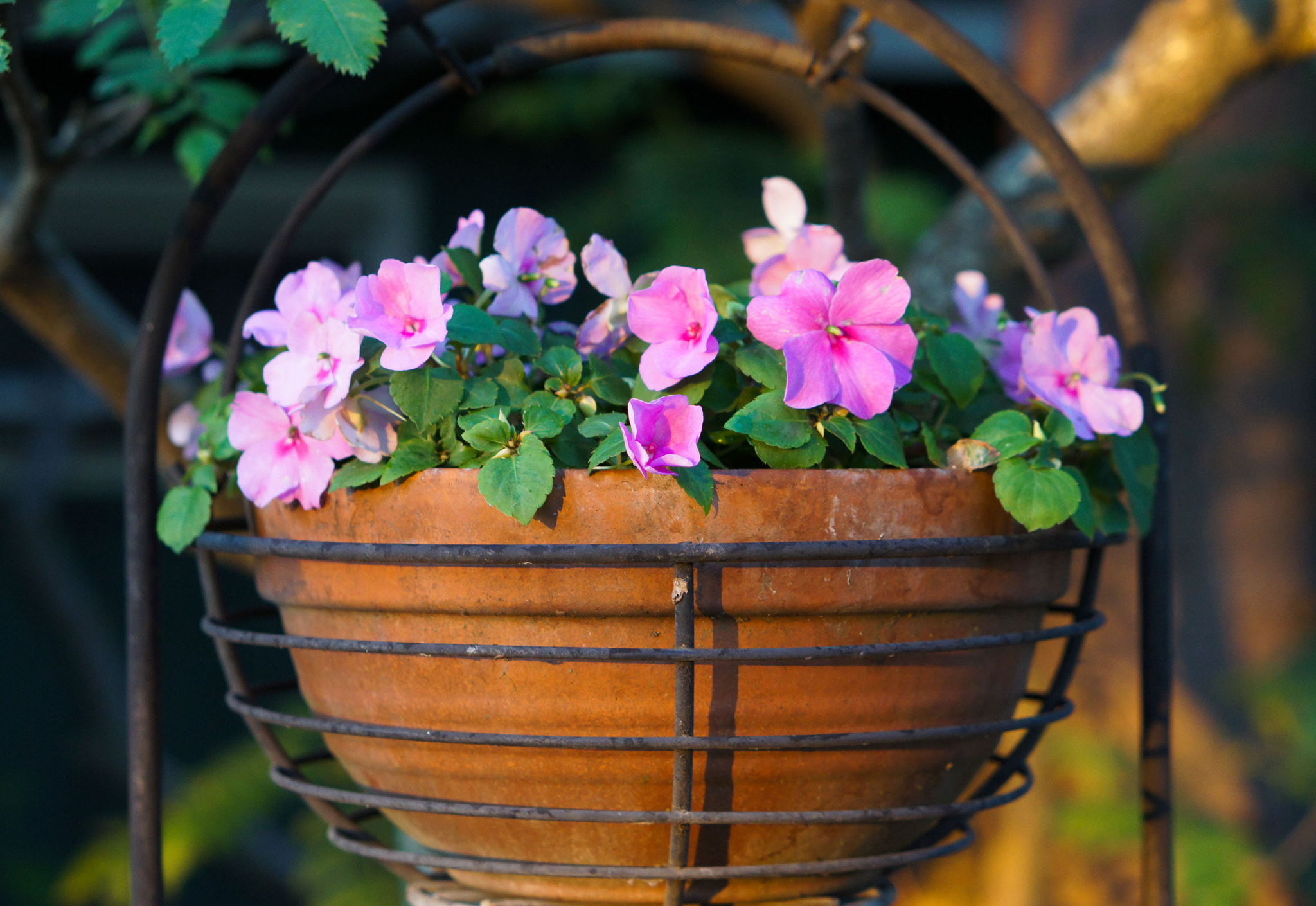 Sony Alpha NEX-5 + E 50mm F1.8 OSS sample photo. Pot of flowers photography