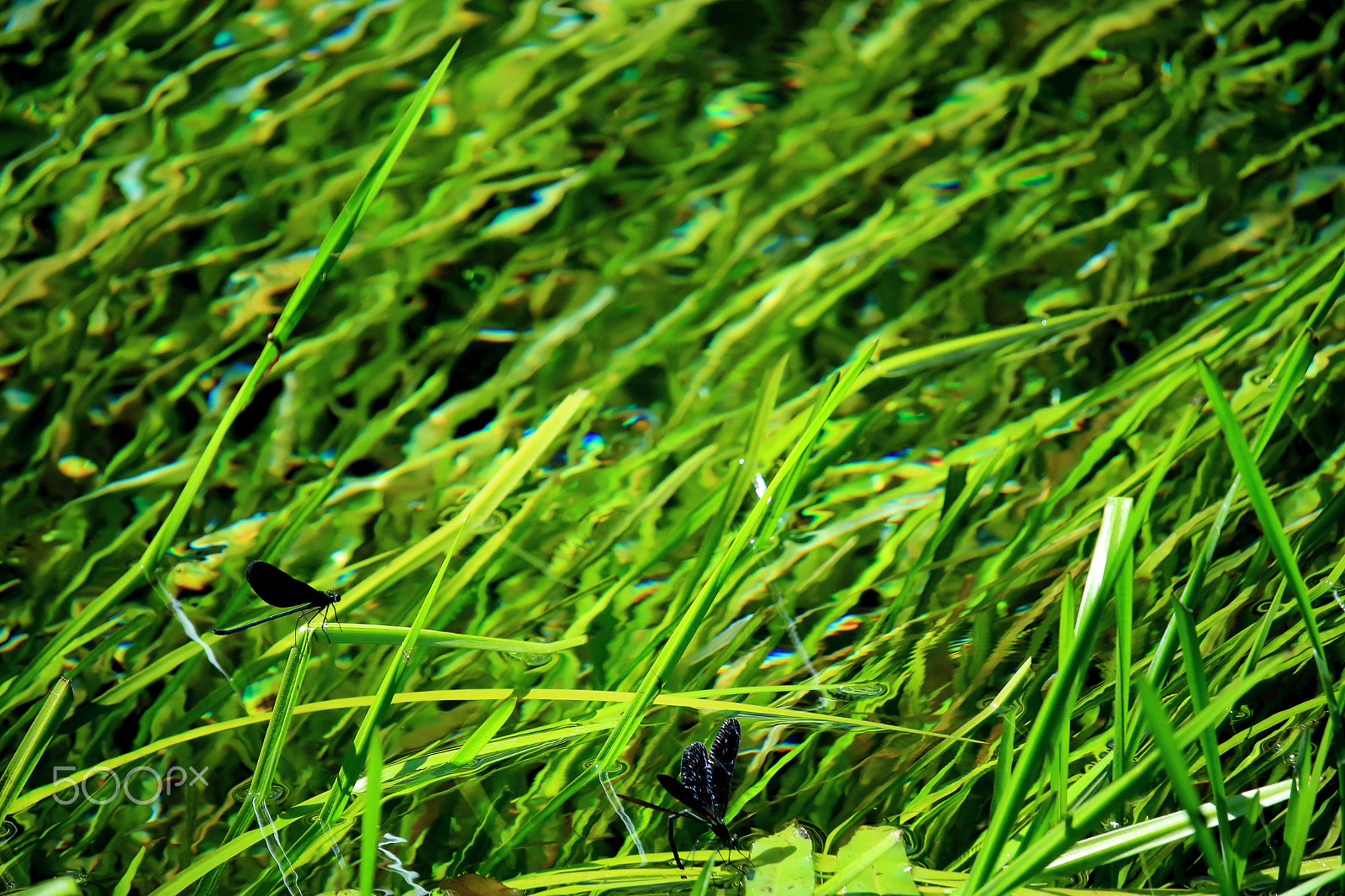 Canon EOS 700D (EOS Rebel T5i / EOS Kiss X7i) sample photo. Water grasses and dragonflies photography