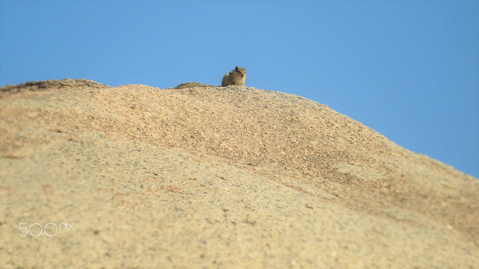 Sony Cyber-shot DSC-W110 sample photo. Model squirrel : ) photography