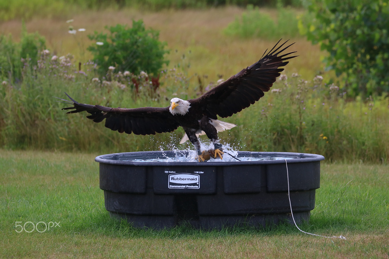 Canon EOS 760D (EOS Rebel T6s / EOS 8000D) sample photo. Bald eagle - precision 01 photography