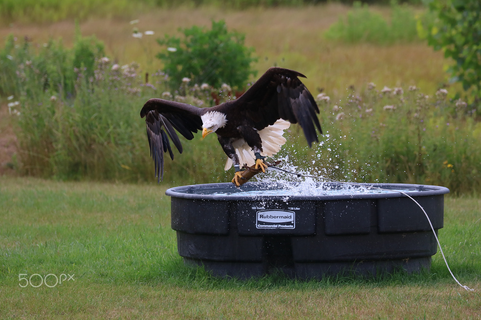 Canon EOS 760D (EOS Rebel T6s / EOS 8000D) sample photo. Bald eagle - precision 02 photography