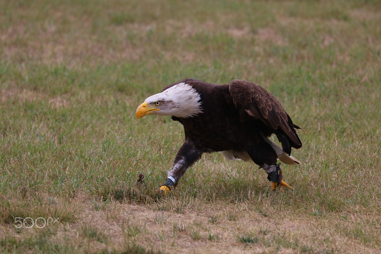 Canon EOS 760D (EOS Rebel T6s / EOS 8000D) sample photo. Bald eagle, walking like a king photography