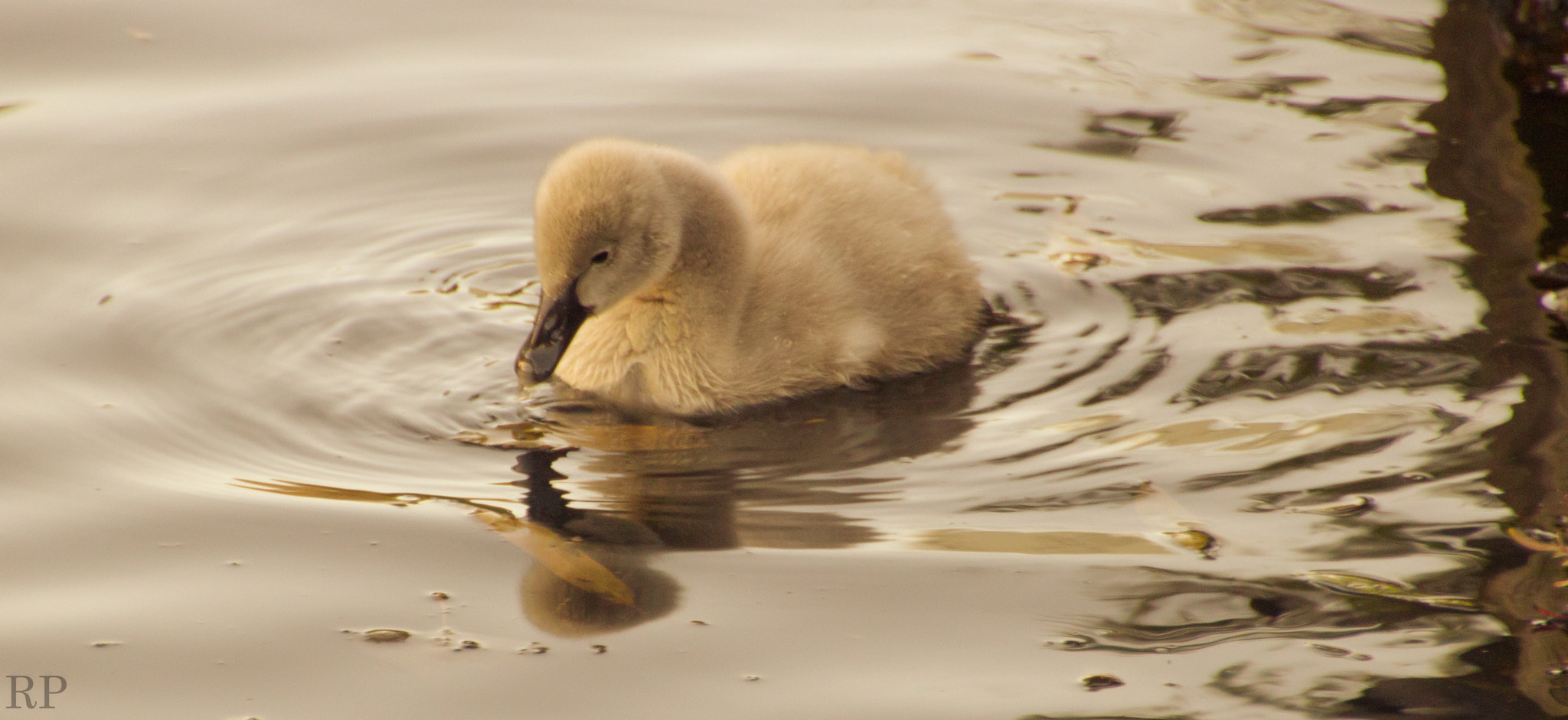 Canon EOS 600D (Rebel EOS T3i / EOS Kiss X5) sample photo. Cygnet  learning to fish photography