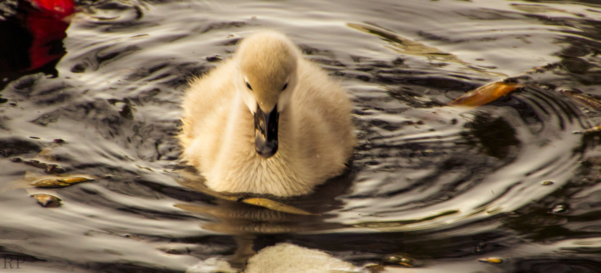 Canon EOS 600D (Rebel EOS T3i / EOS Kiss X5) sample photo. Cygnet  learning to fish photography