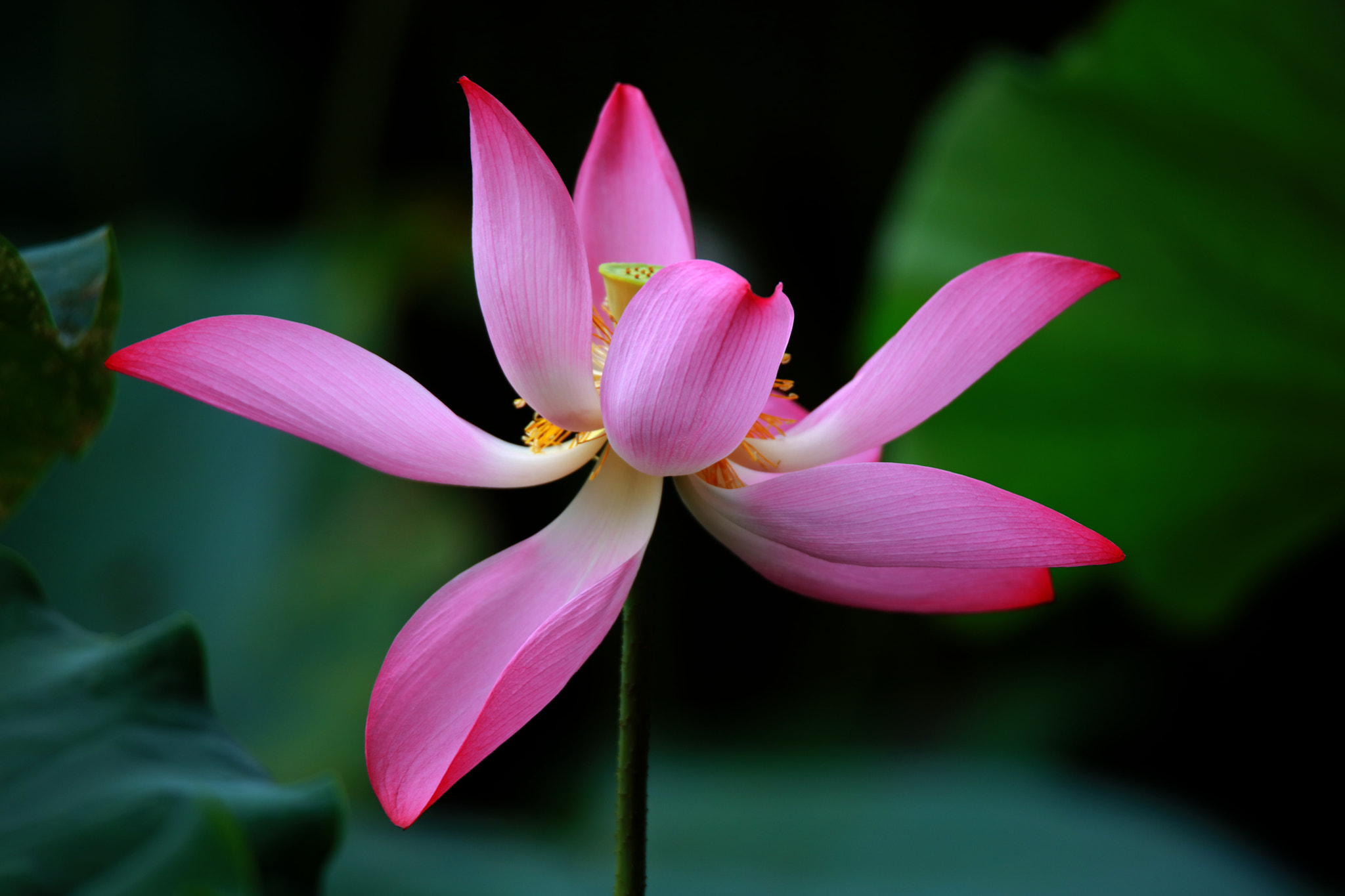 Tamron SP 150-600mm F5-6.3 Di VC USD sample photo. Lotus photography