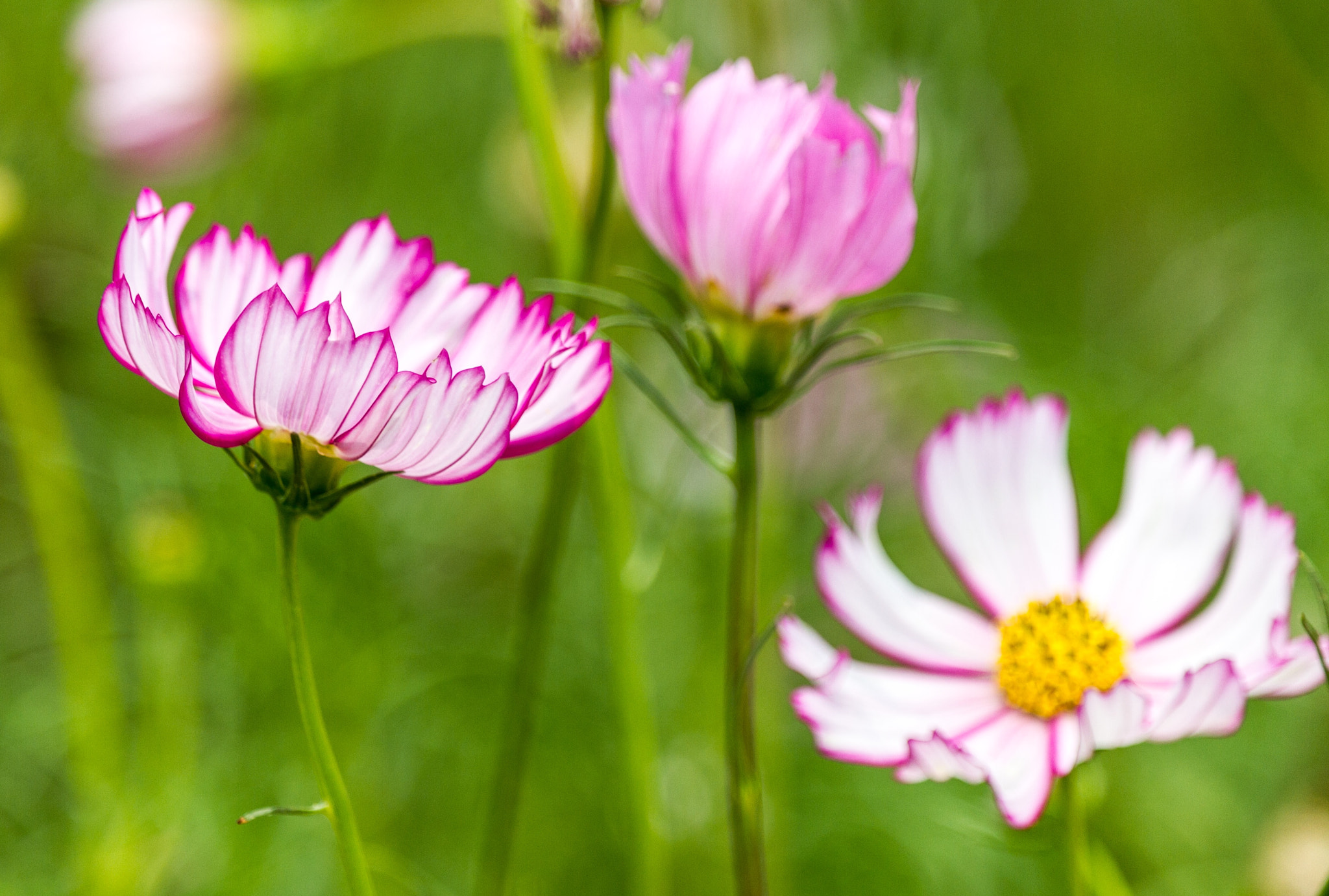 Canon EF-S 55-250mm F4-5.6 IS STM sample photo. Beautiful life photography