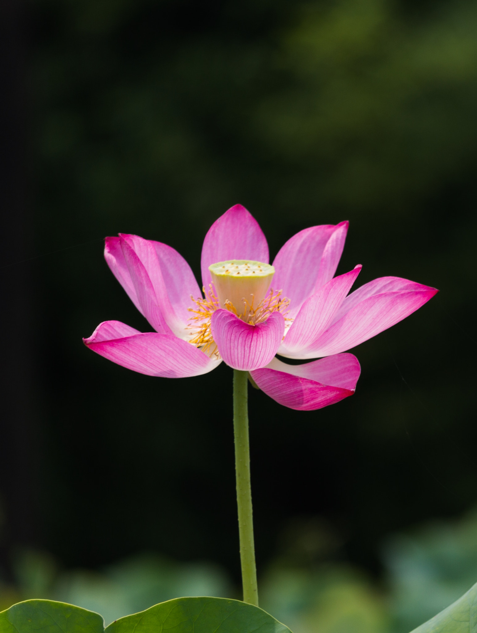 Canon EF-S 55-250mm F4-5.6 IS STM sample photo. Beautiful life photography