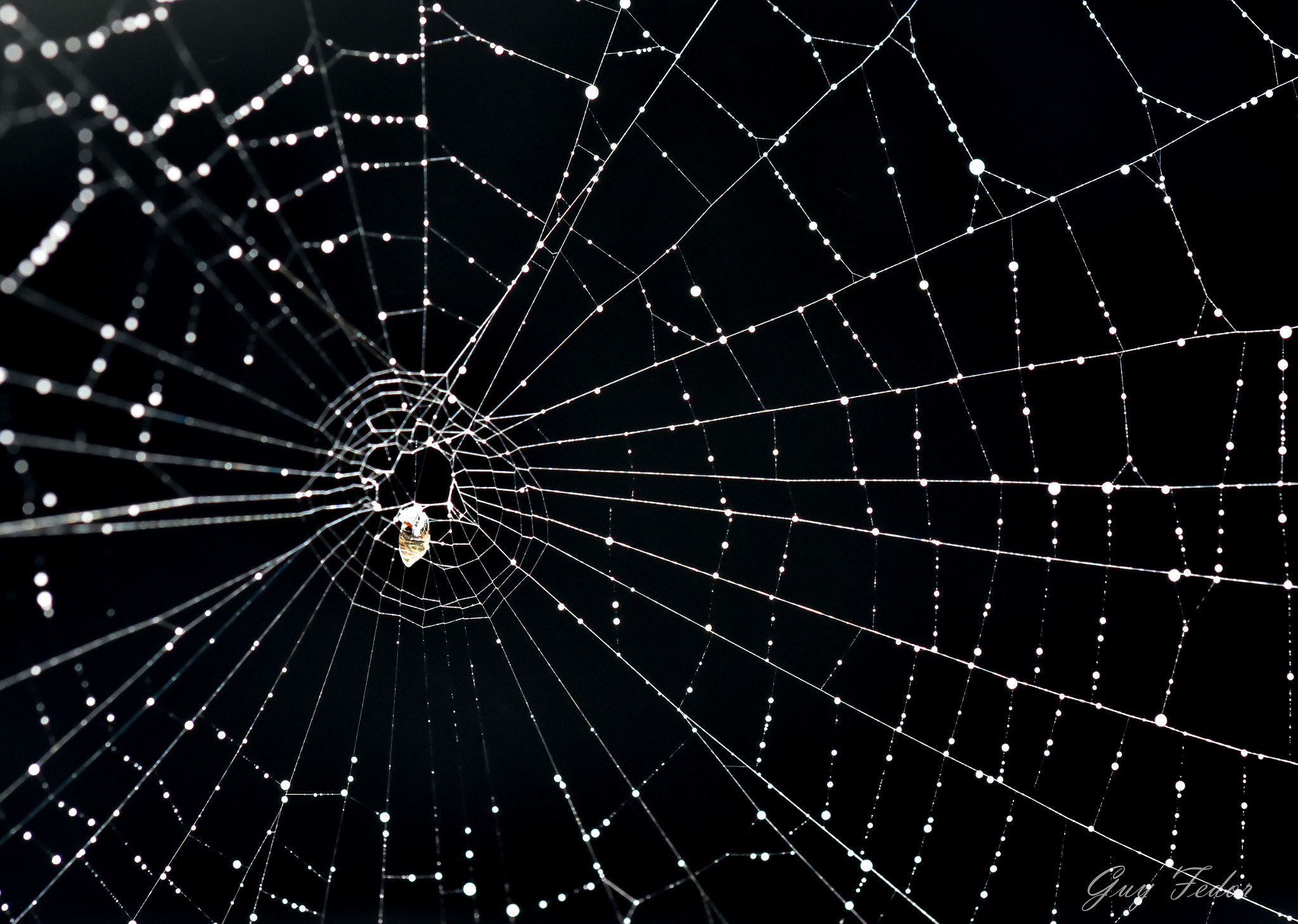 Nikon D750 + Nikon AF Micro-Nikkor 200mm F4D ED-IF sample photo. Spiderweb photography