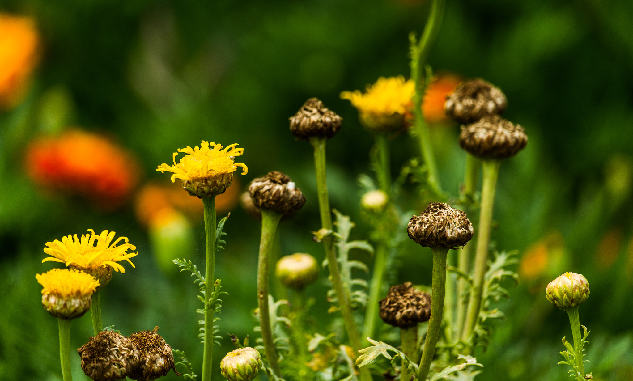 Canon EF-S 55-250mm F4-5.6 IS STM sample photo. Beautiful life photography