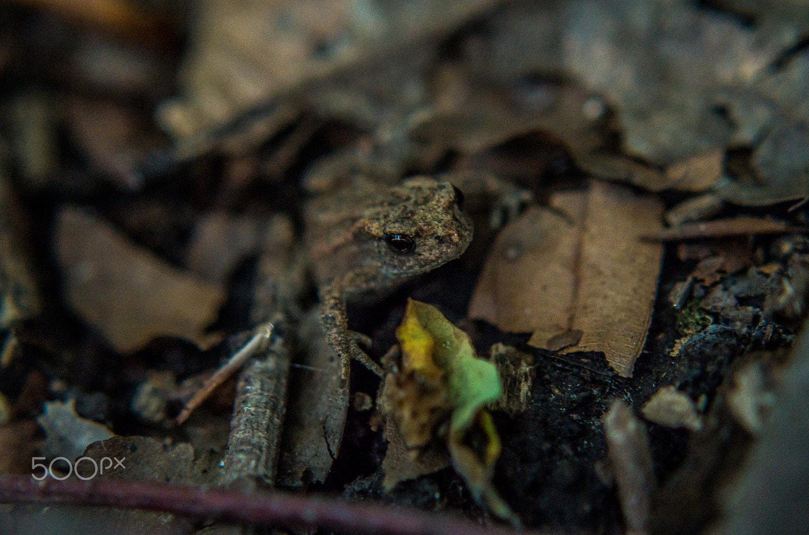 Tamron AF 70-300mm F4-5.6 Di LD Macro sample photo. Little toad  photography
