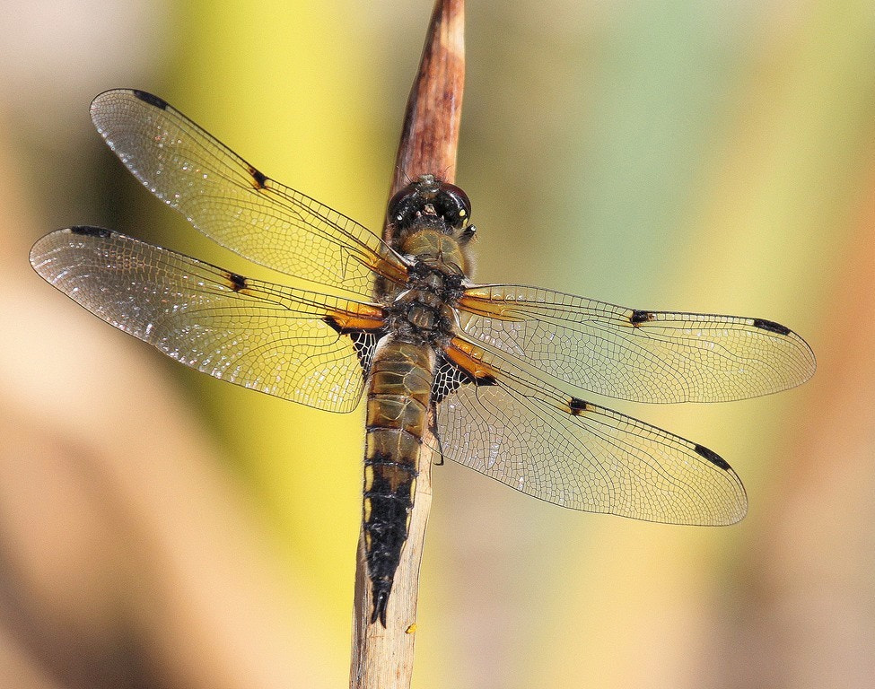 Canon EF 100-400mm F4.5-5.6L IS USM sample photo. Dragonfly photography