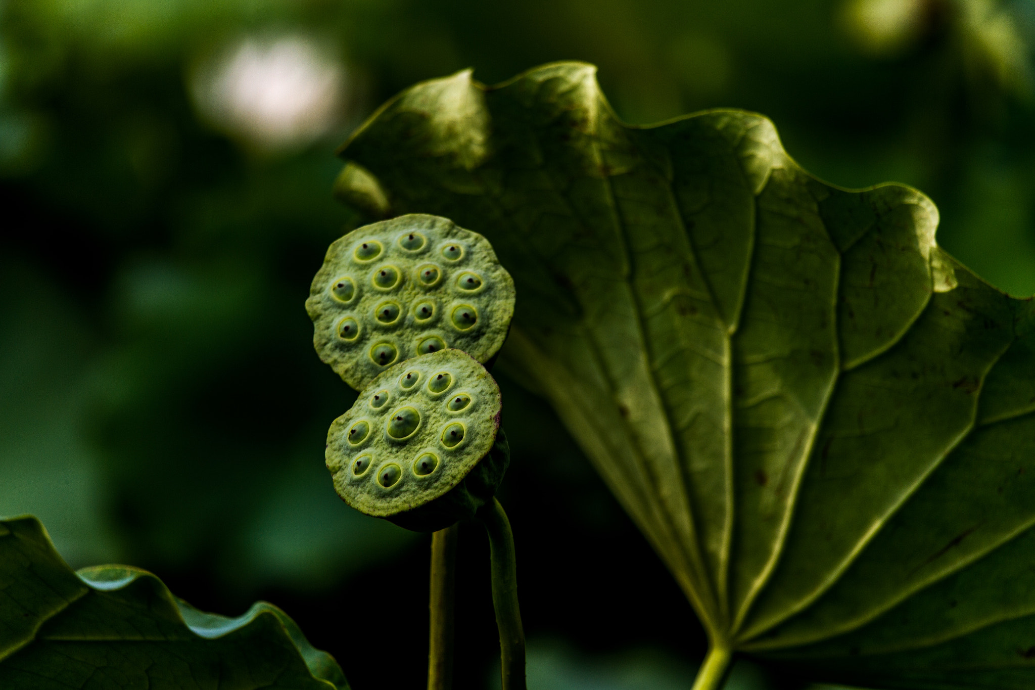 Canon EF-S 55-250mm F4-5.6 IS STM sample photo. Beautiful life photography