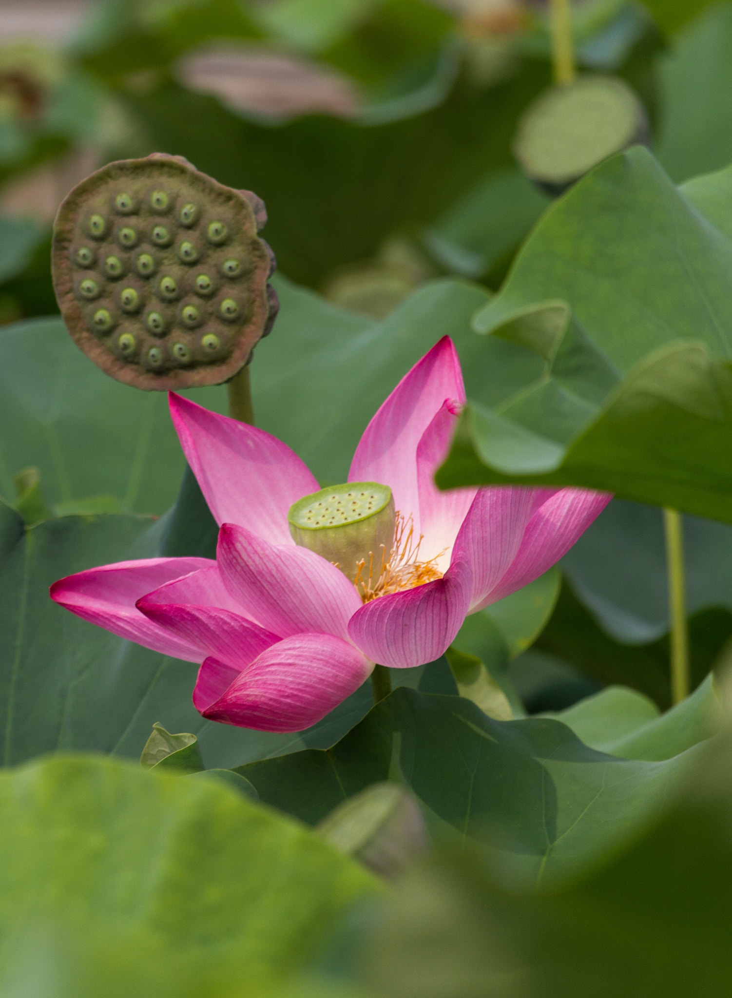 Canon EF-S 55-250mm F4-5.6 IS STM sample photo. Beautiful life photography