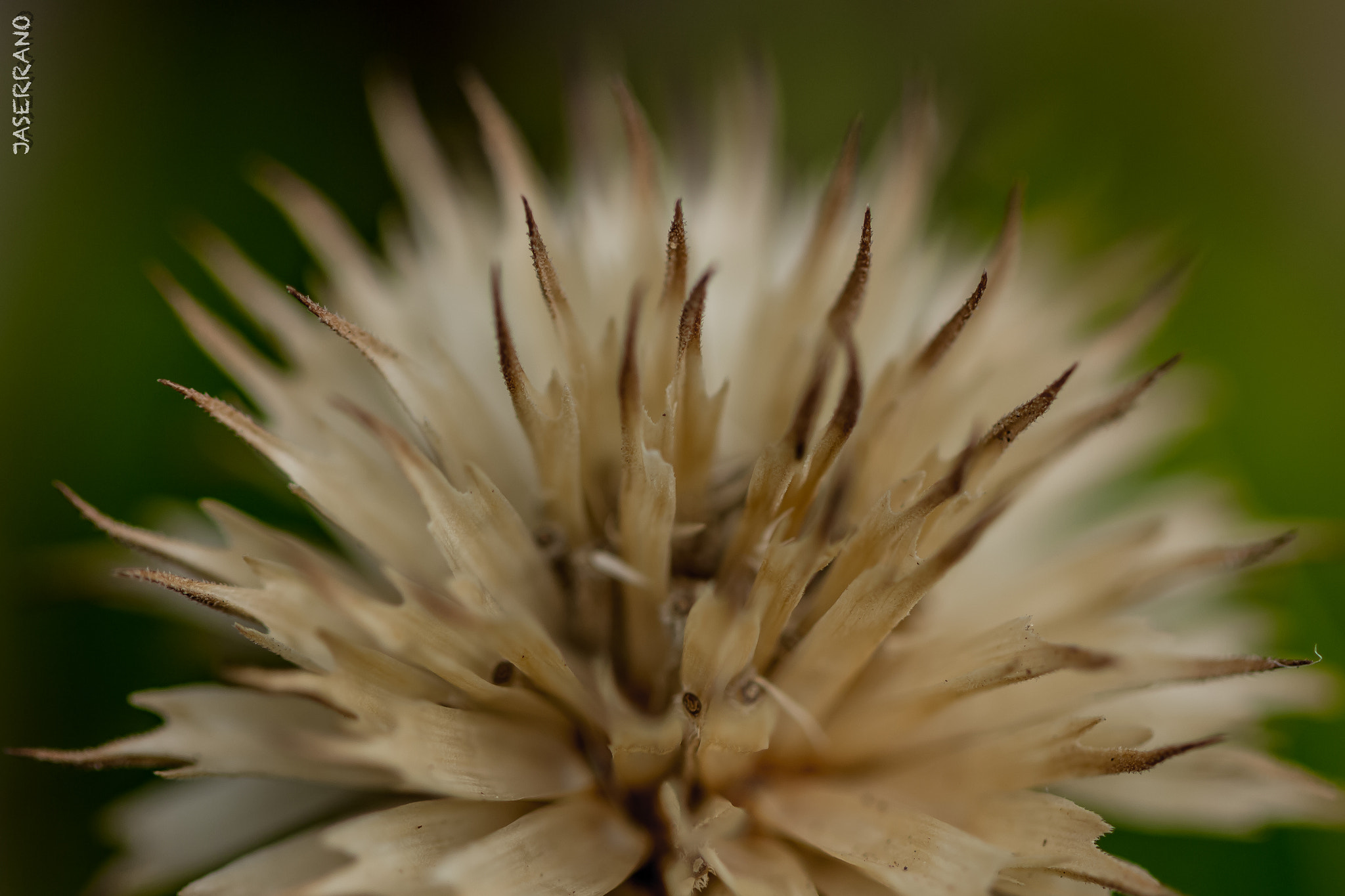 Canon EF 100mm F2.8L Macro IS USM sample photo. Wood flower photography