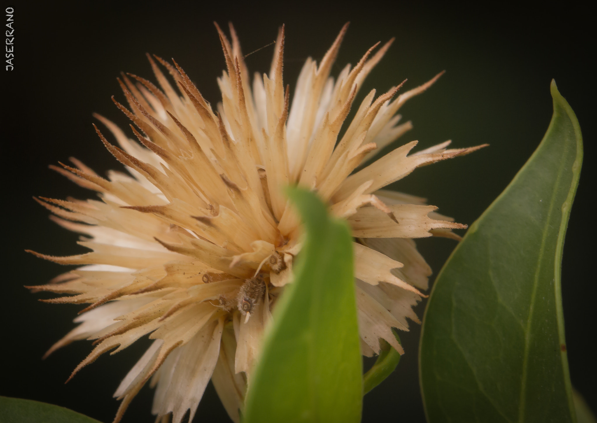 Canon EF 100mm F2.8L Macro IS USM sample photo. Wood flower photography