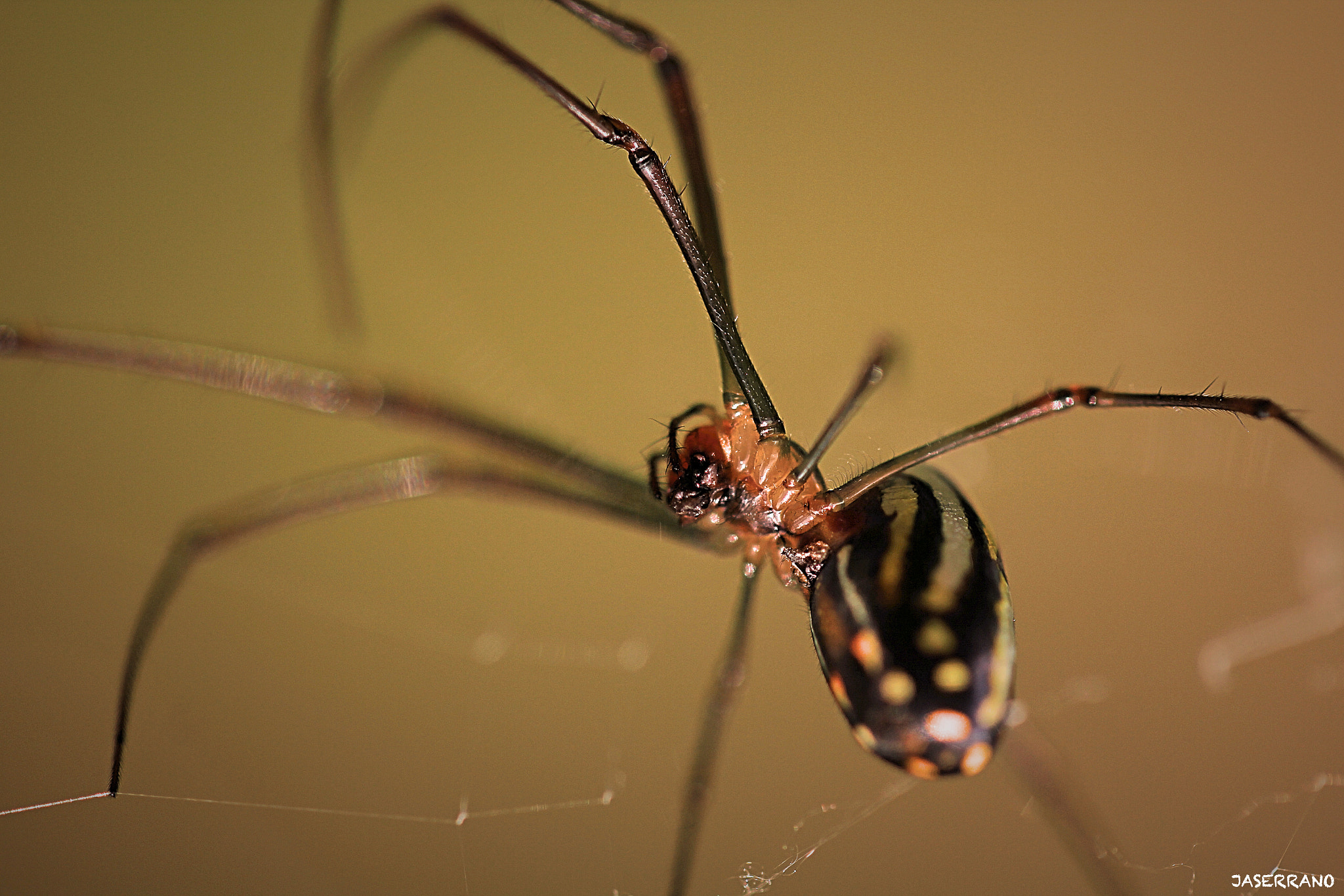 Canon EF 100mm F2.8L Macro IS USM sample photo. Spider m photography