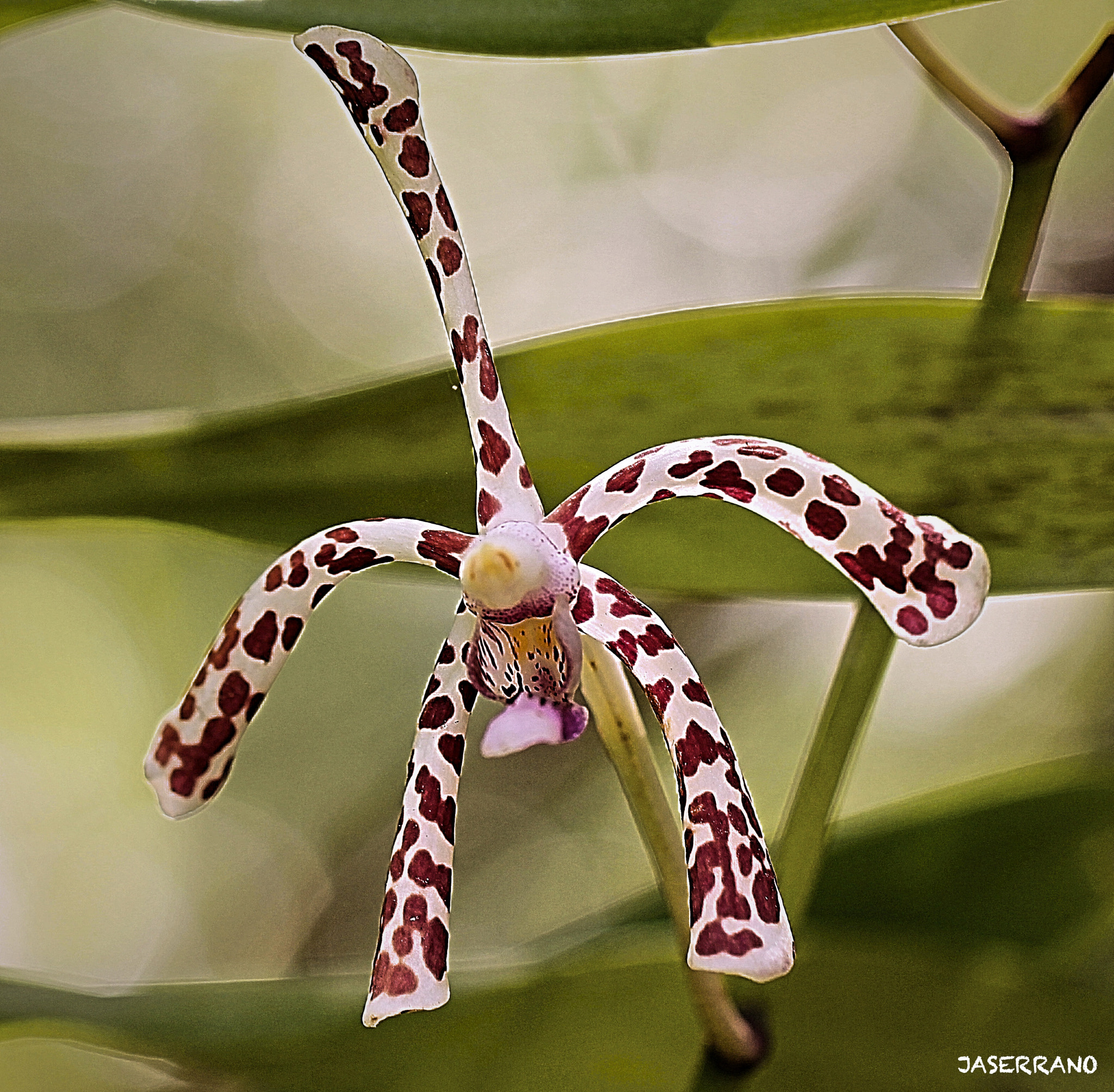 Canon EF 100mm F2.8L Macro IS USM sample photo. Orchid spot photography