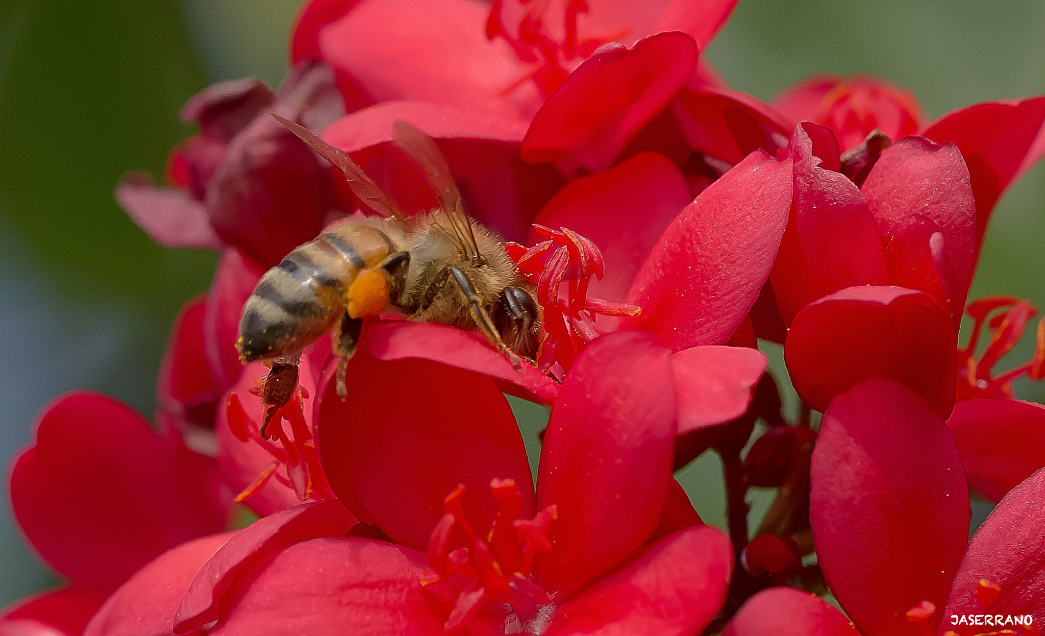 Canon EF 100mm F2.8L Macro IS USM sample photo. Let it bee photography