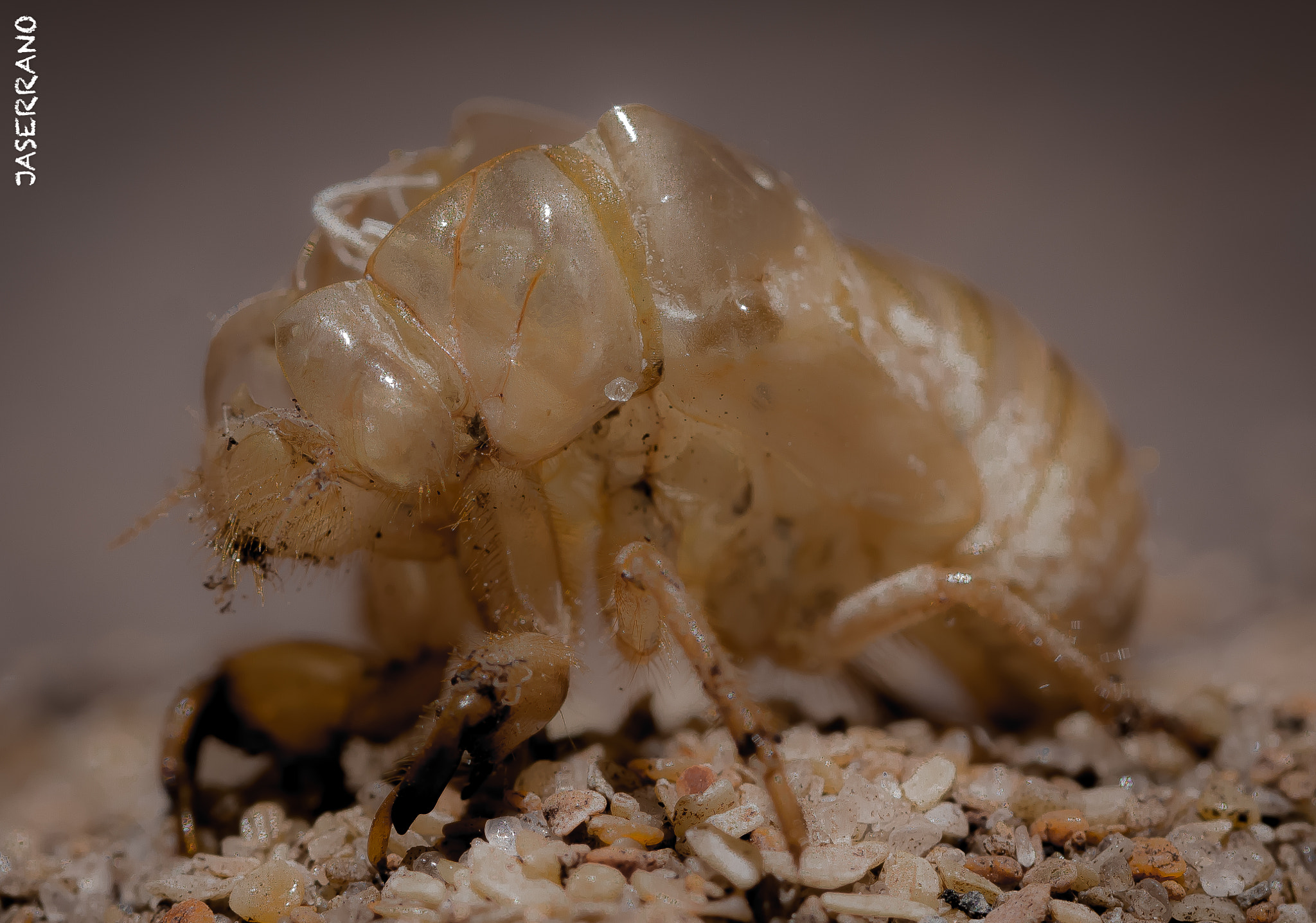 Canon EF 100mm F2.8L Macro IS USM sample photo. Ghost photography