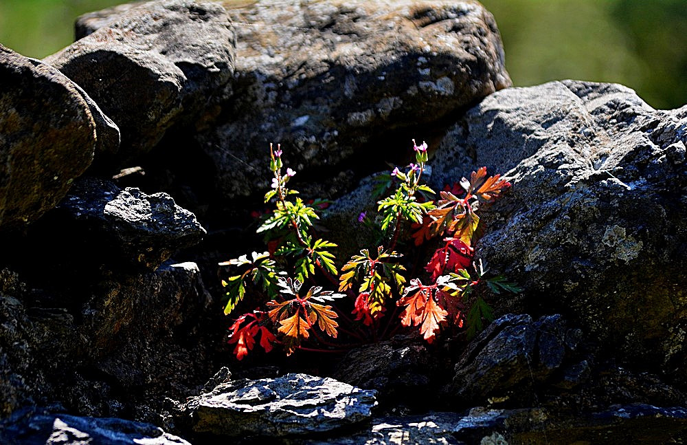 Sigma 70-300mm F4-5.6 APO Macro Super II sample photo. Les roches et les plantes photography