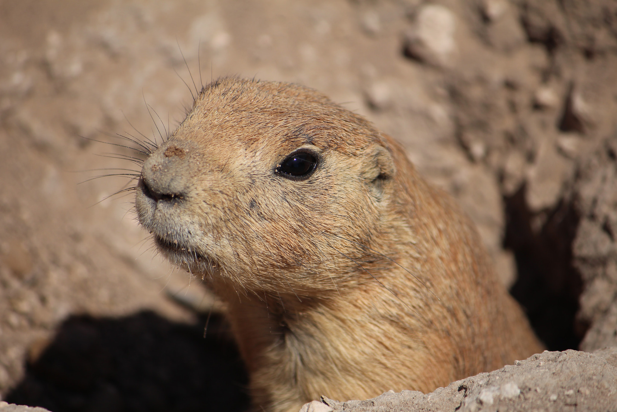 Canon EOS 100D (EOS Rebel SL1 / EOS Kiss X7) sample photo. Prairie dog photography