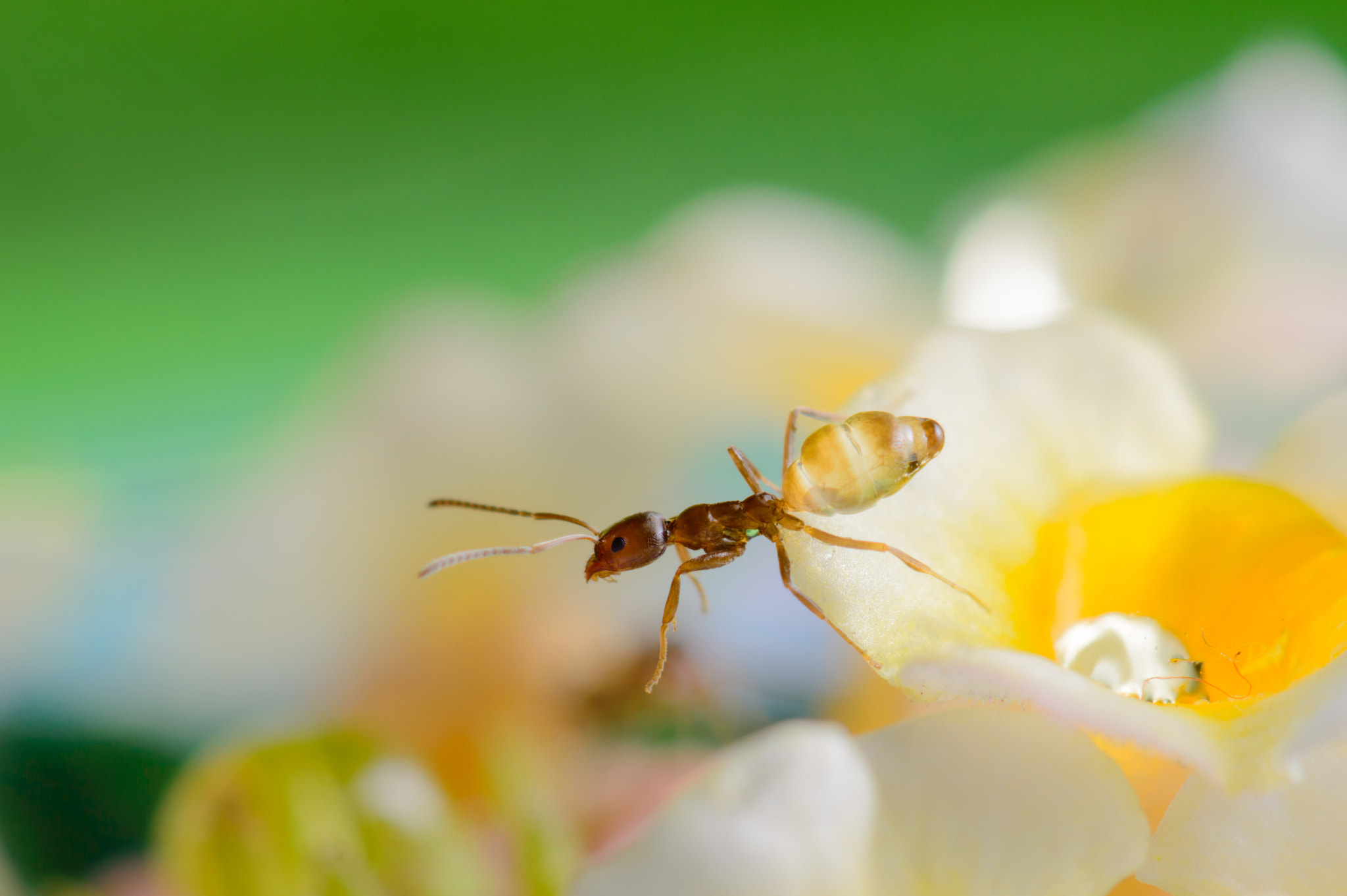 Nikon AF-S Micro-Nikkor 105mm F2.8G IF-ED VR sample photo. Insect outreach photography