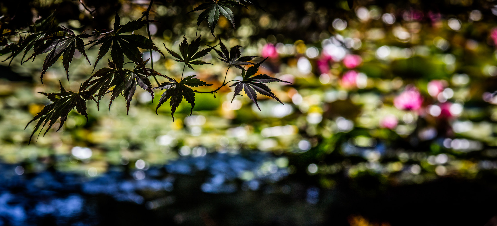 ZEISS Makro-Planar T* 100mm F2 sample photo. Waterside photography
