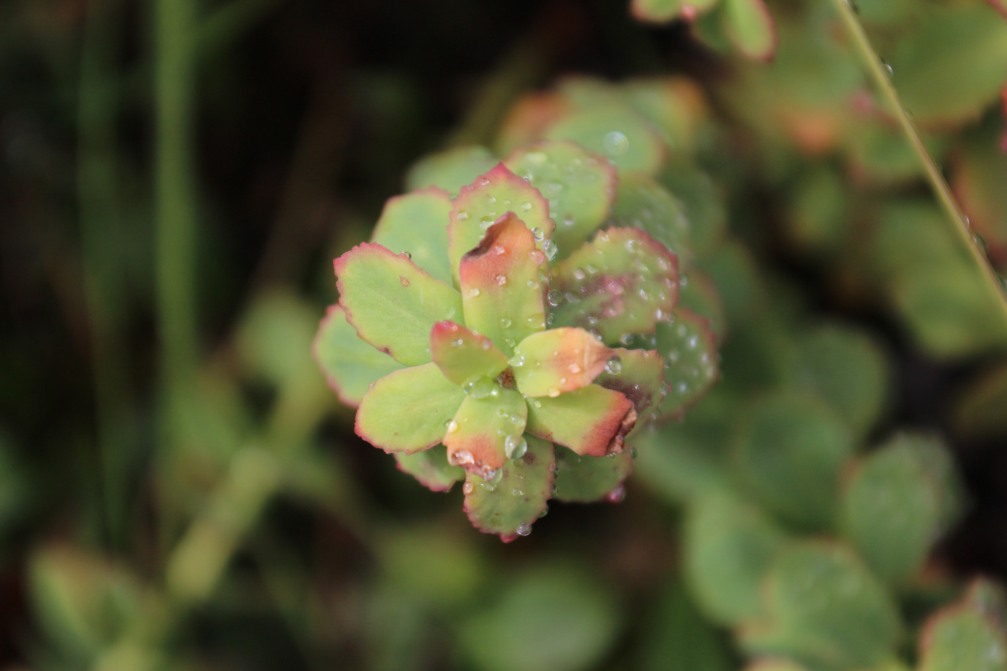 Canon 18-50mm sample photo. Ural rhodiola rosea photography