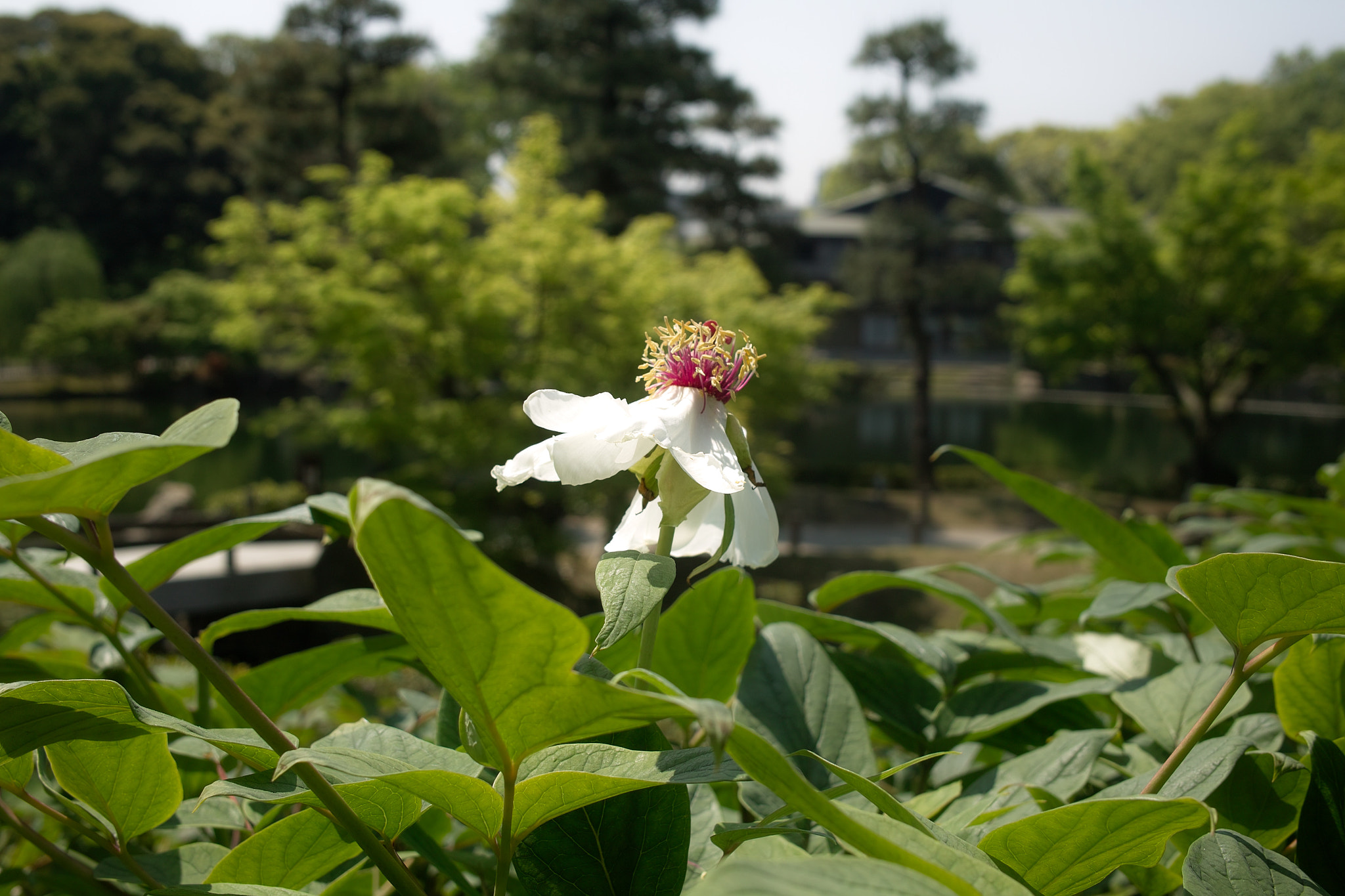 Sigma DP2x sample photo. Flowers blooming in the garden　庭園に咲く花 photography