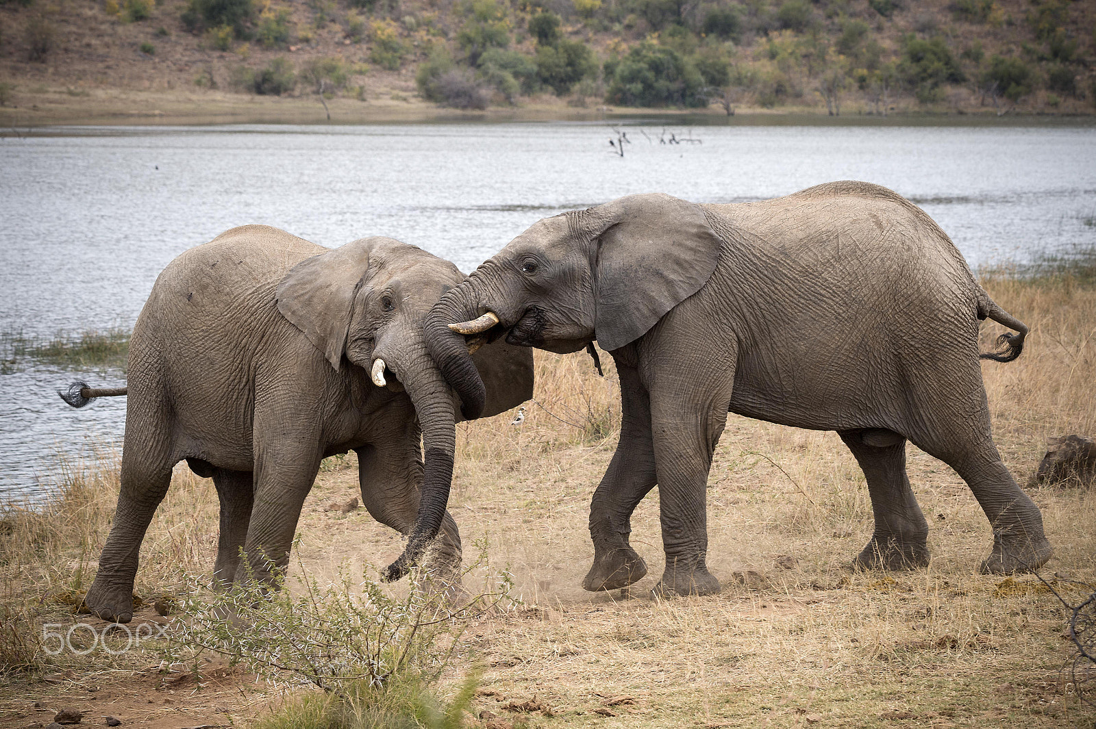 Nikon D4S sample photo. Young elephants play-fight photography