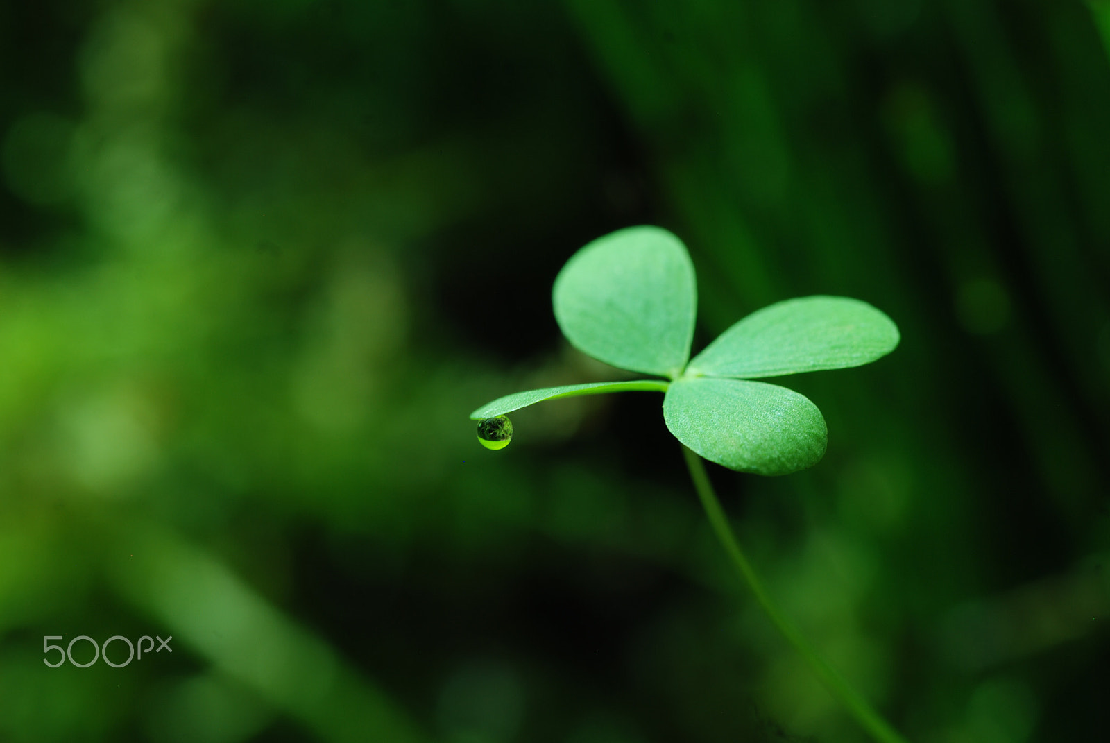 Nikon D80 + Tamron SP 90mm F2.8 Di VC USD 1:1 Macro (F004) sample photo. Luck from the marsh photography