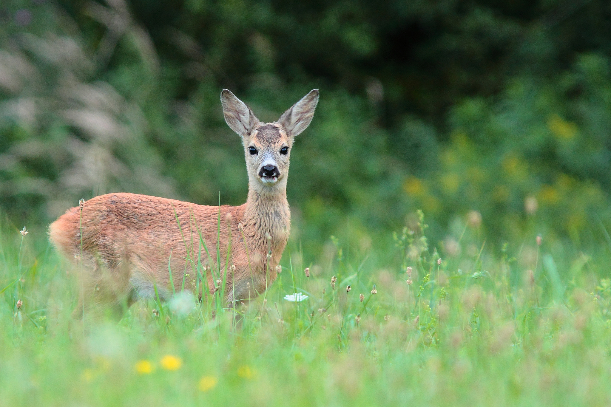 Canon EF 300mm F4L IS USM sample photo. Capreolus photography