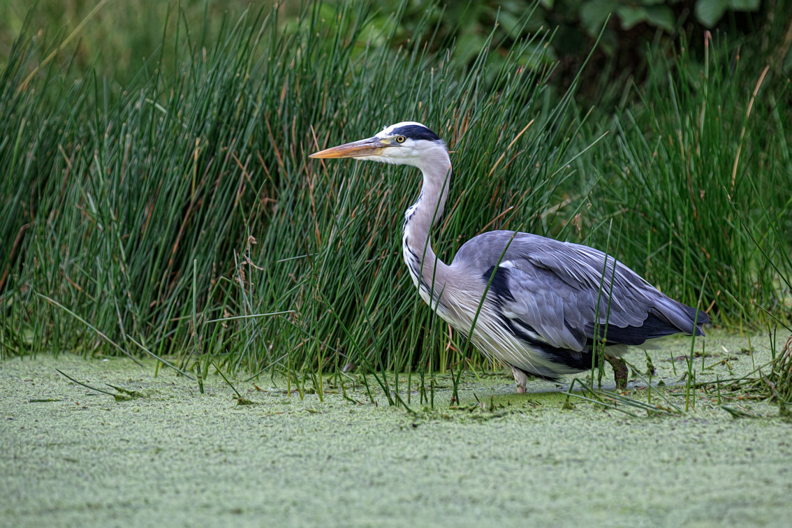 Canon EOS 5D Mark II sample photo. Grey heron photography