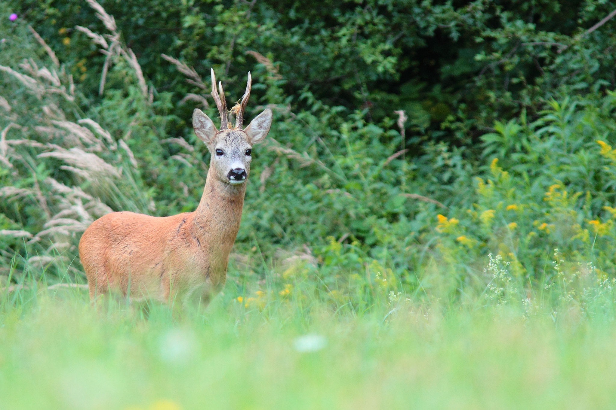 Canon EF 300mm F4L IS USM sample photo. Capreolus photography