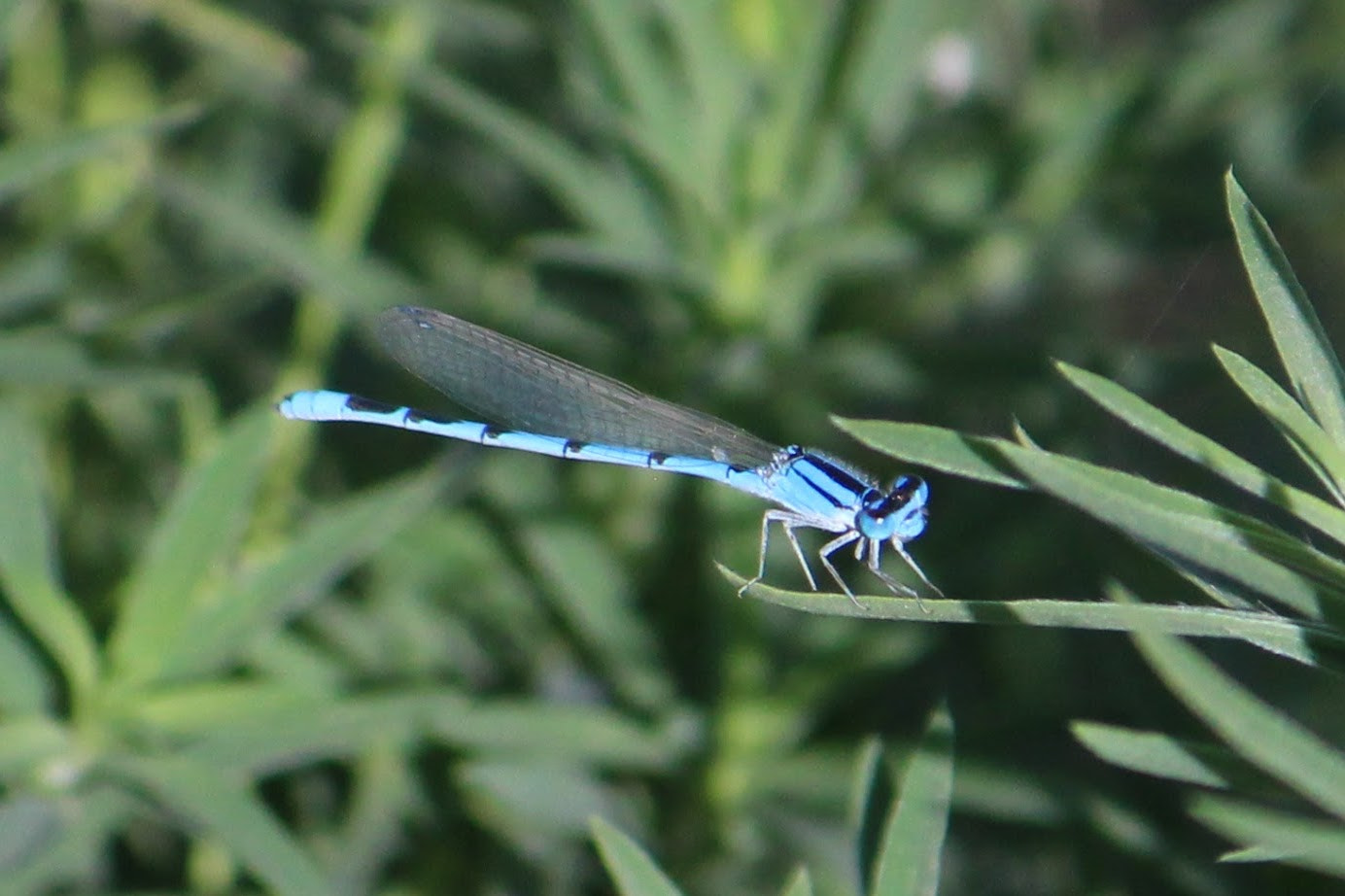 Canon EOS 100D (EOS Rebel SL1 / EOS Kiss X7) + Canon EF-S 55-250mm F4-5.6 IS sample photo. Damselfly photography