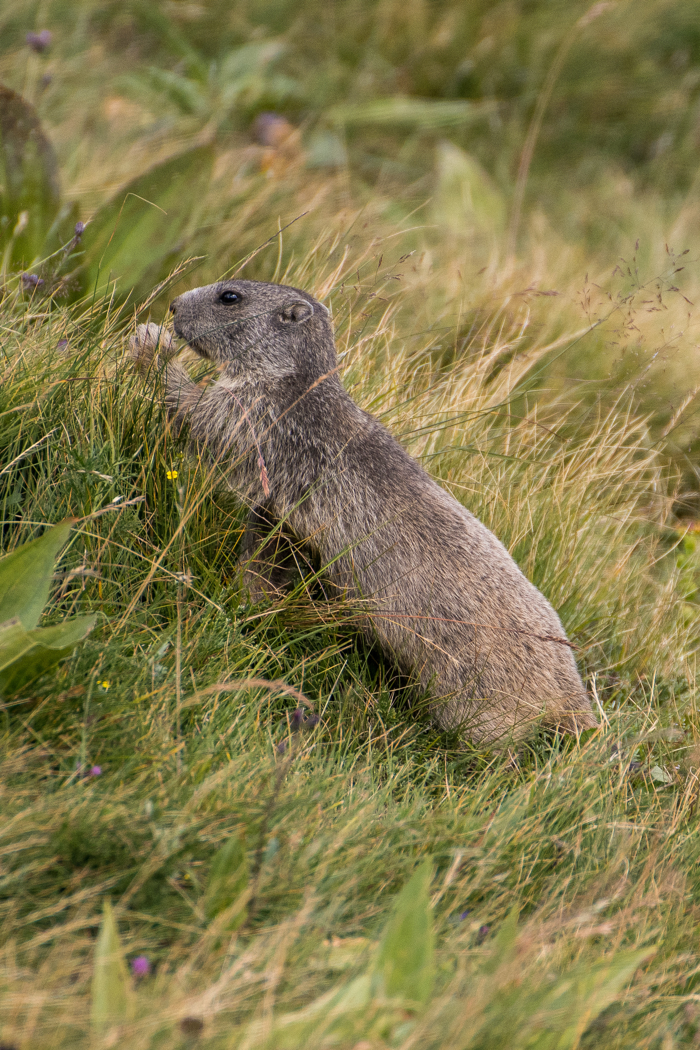 Nikon D500 + Tamron SP 70-300mm F4-5.6 Di VC USD sample photo. Groundhog / marmotte photography