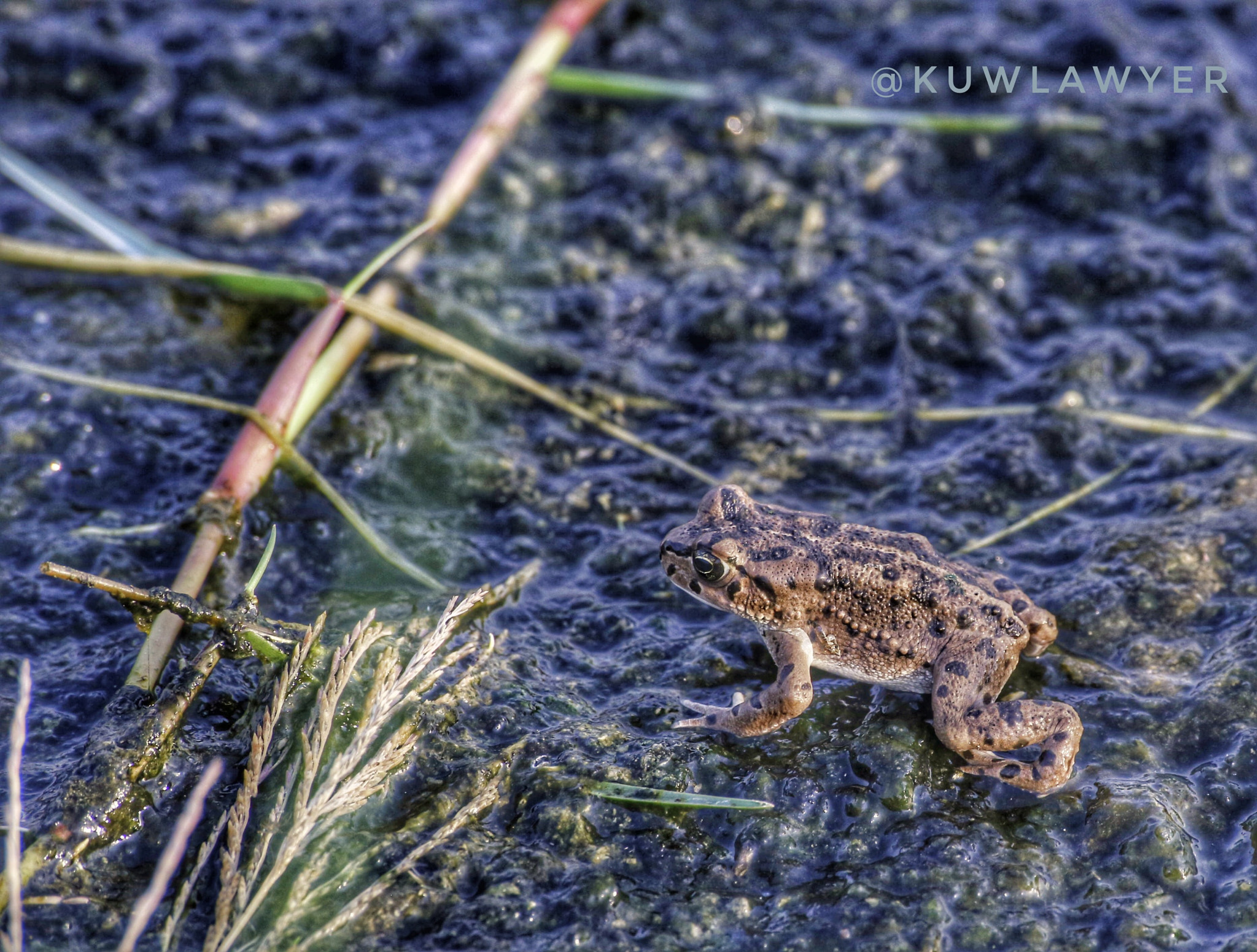 Canon EOS 6D + Canon 70-300mm sample photo. Frog photography