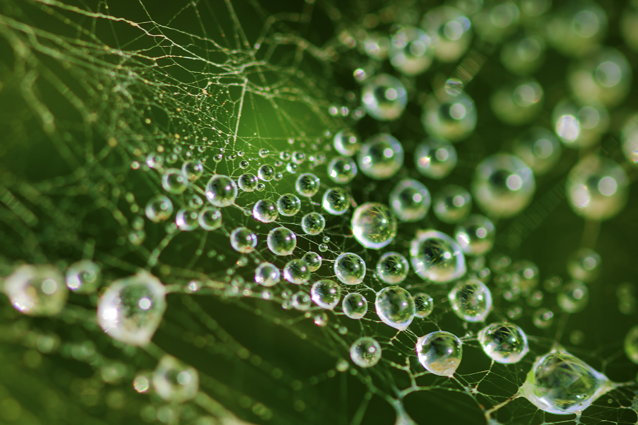 Sigma 105mm F2.8 EX DG OS HSM sample photo. Dew drops photography