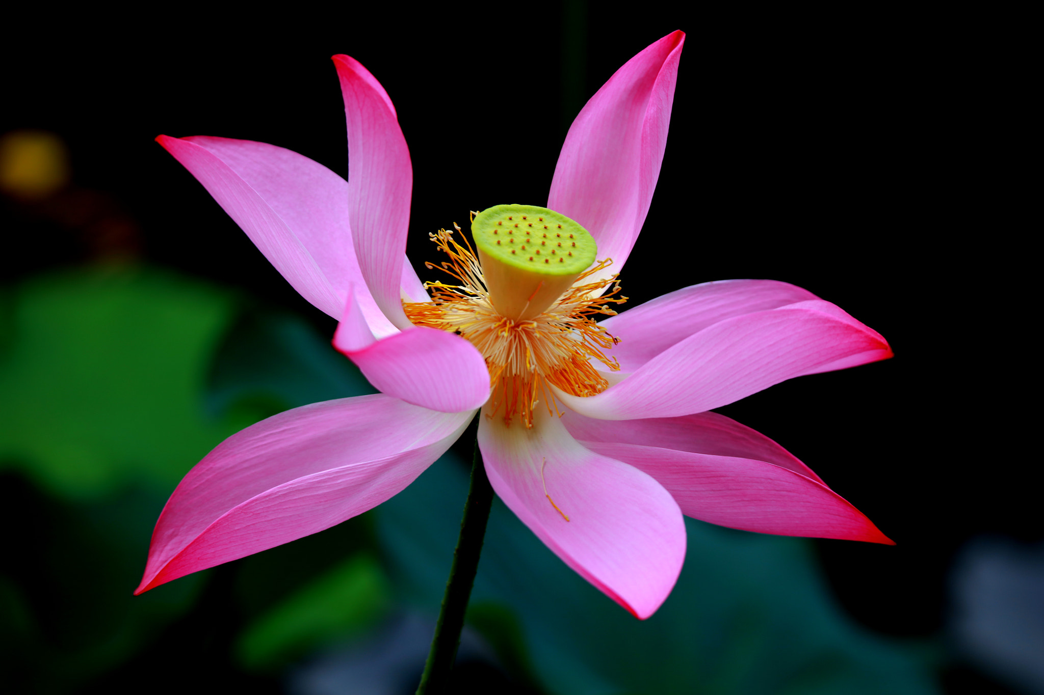 Tamron SP 150-600mm F5-6.3 Di VC USD sample photo. Pink photography