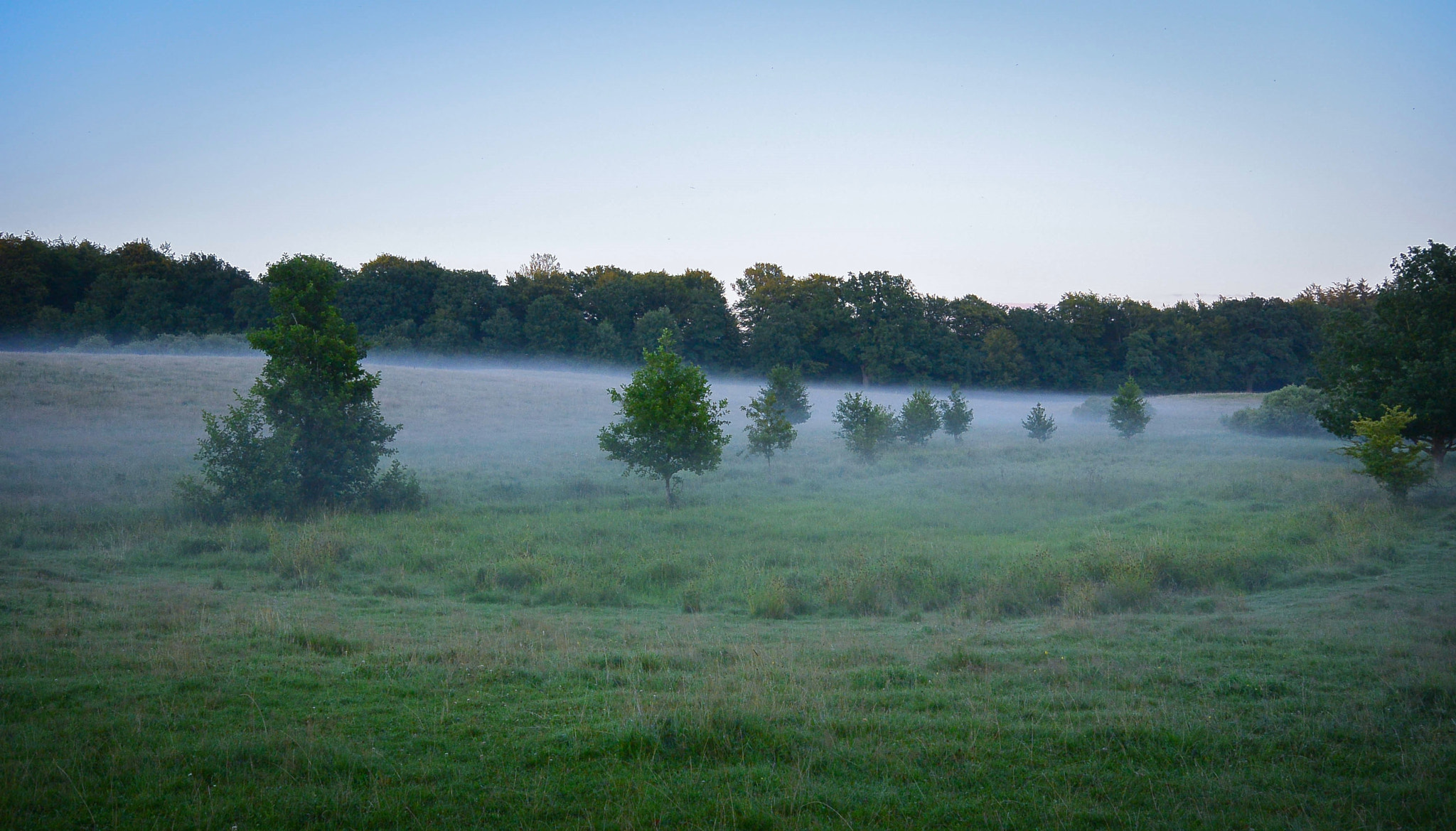 Nikon 1 S1 sample photo. The meadow... photography