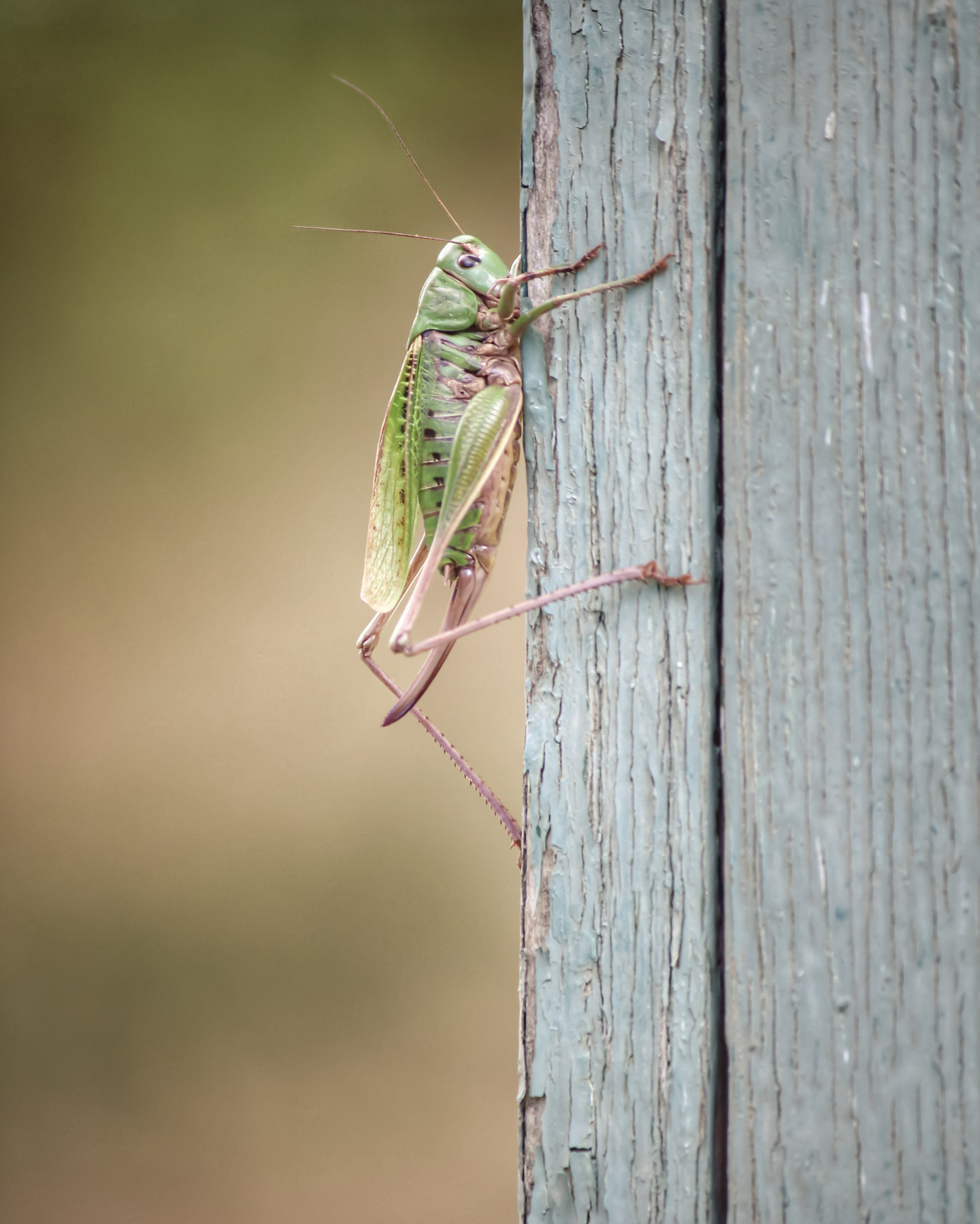 Canon EF-S 55-250mm F4-5.6 IS sample photo. Haga 1 dalsland sweden... photography