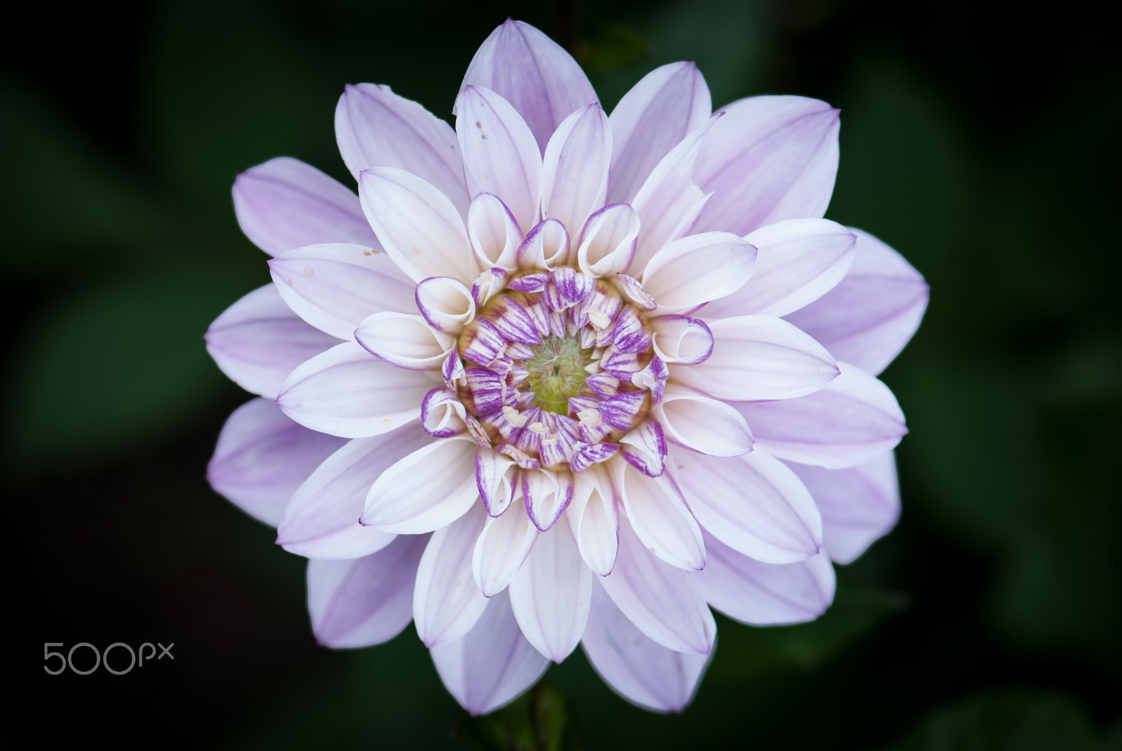 Nikon AF-S Micro-Nikkor 105mm F2.8G IF-ED VR sample photo. Dahlia photography