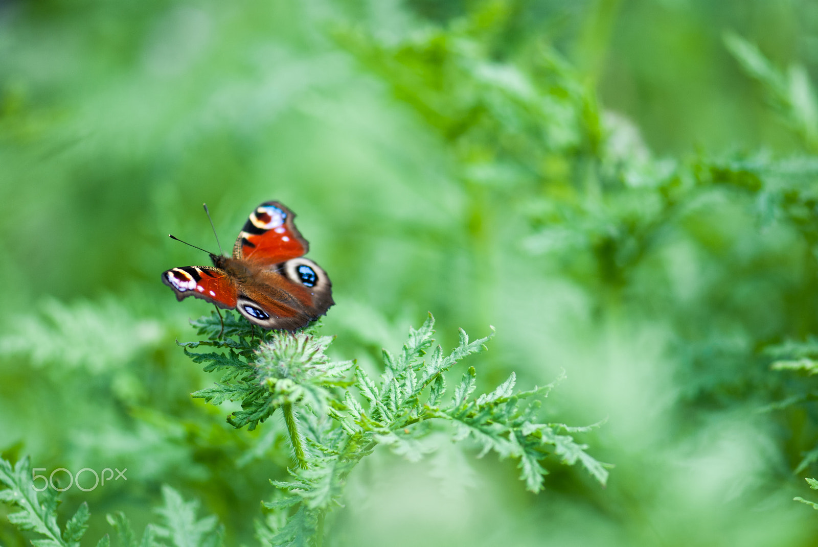 Nikon AF-S Micro-Nikkor 105mm F2.8G IF-ED VR sample photo. European peacock photography